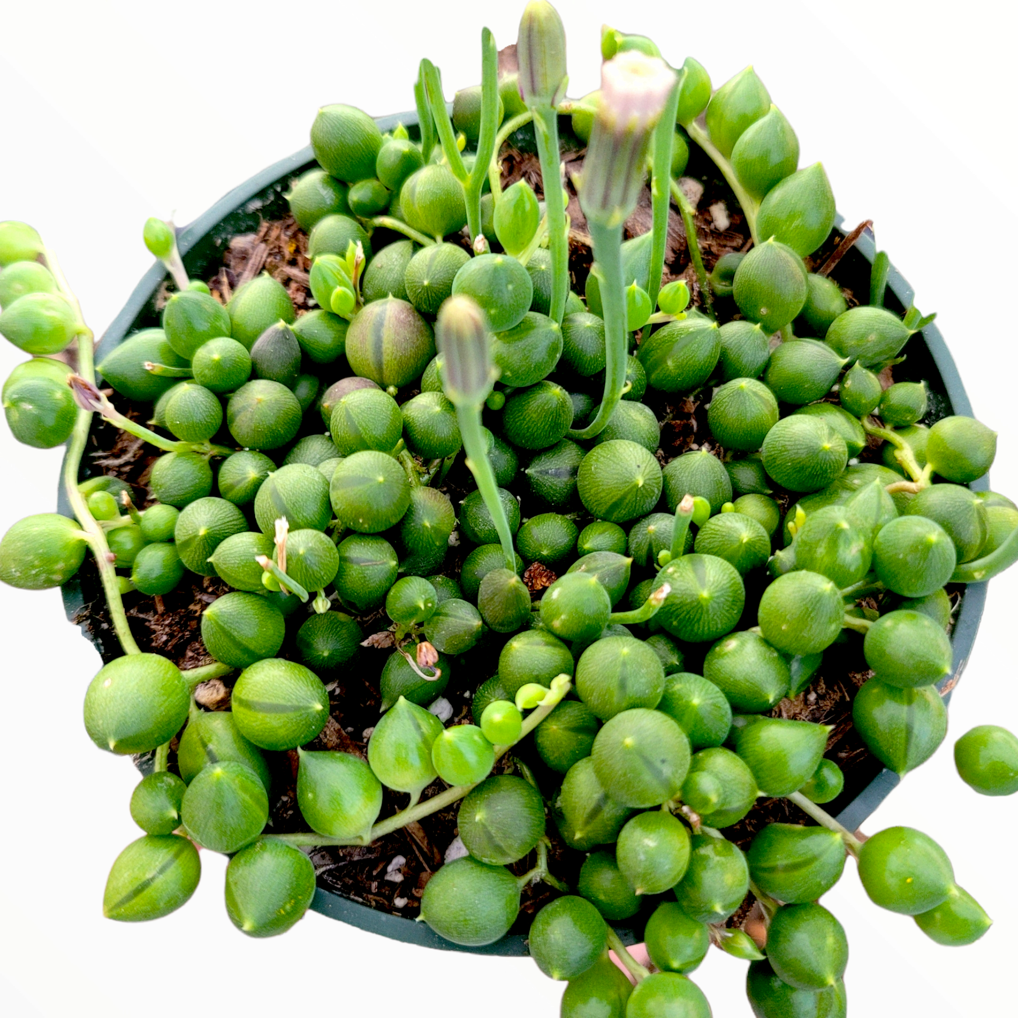 string of pearls plant succulent String of Pearls Senecio rowleyanus