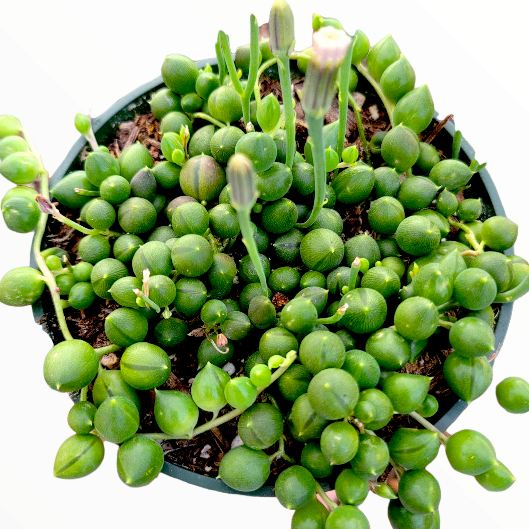 String of Pearls Senecio rowleyanus - Succulents Depot