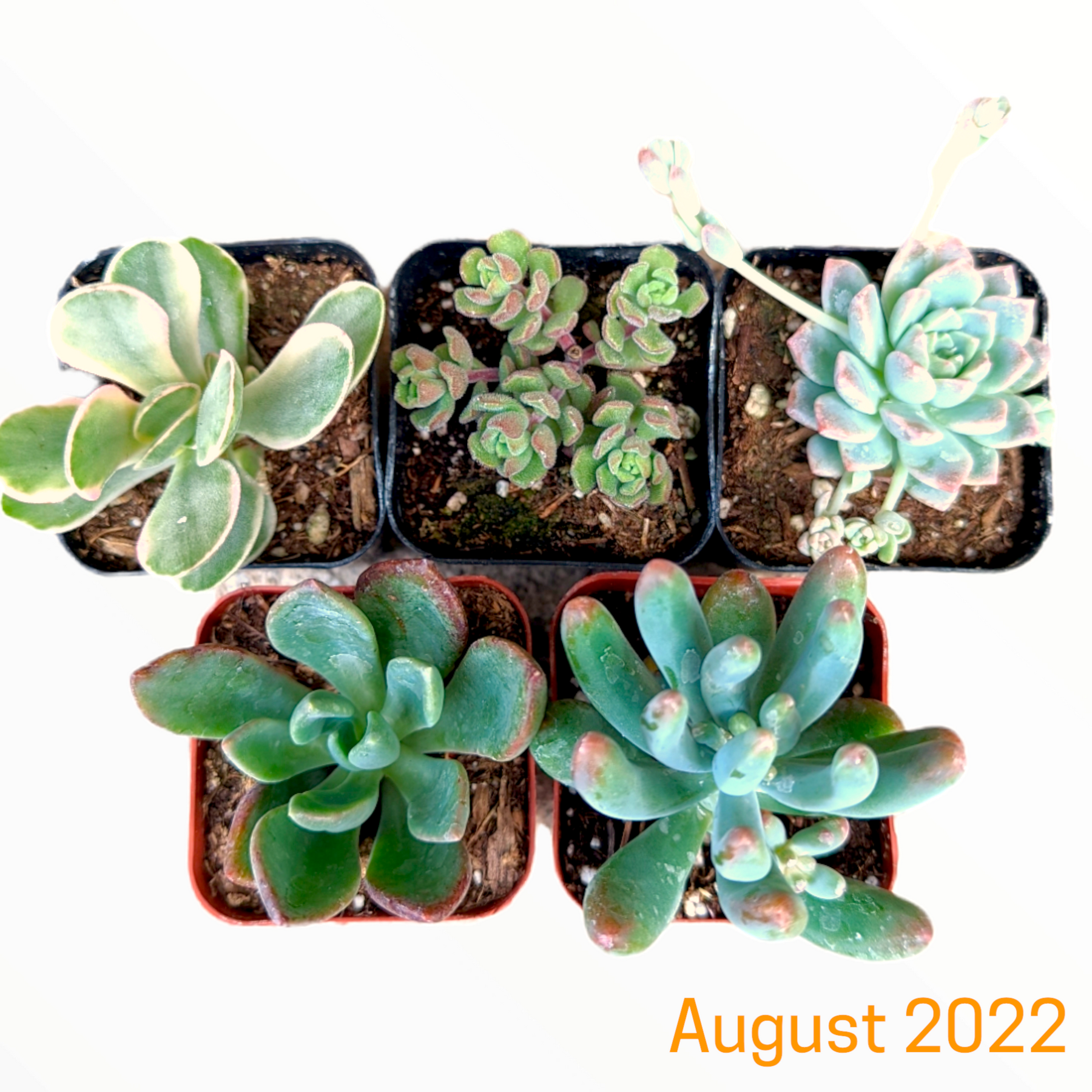 Monthly Subscription Box