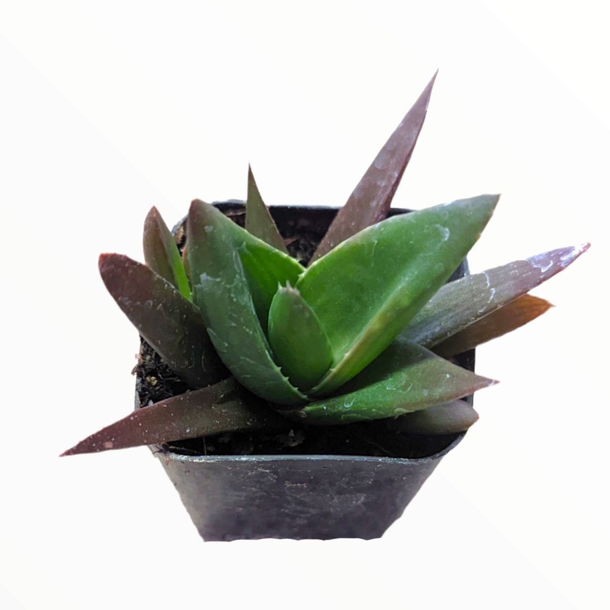 Aloe Walmsley's Bronze in nursery pot.