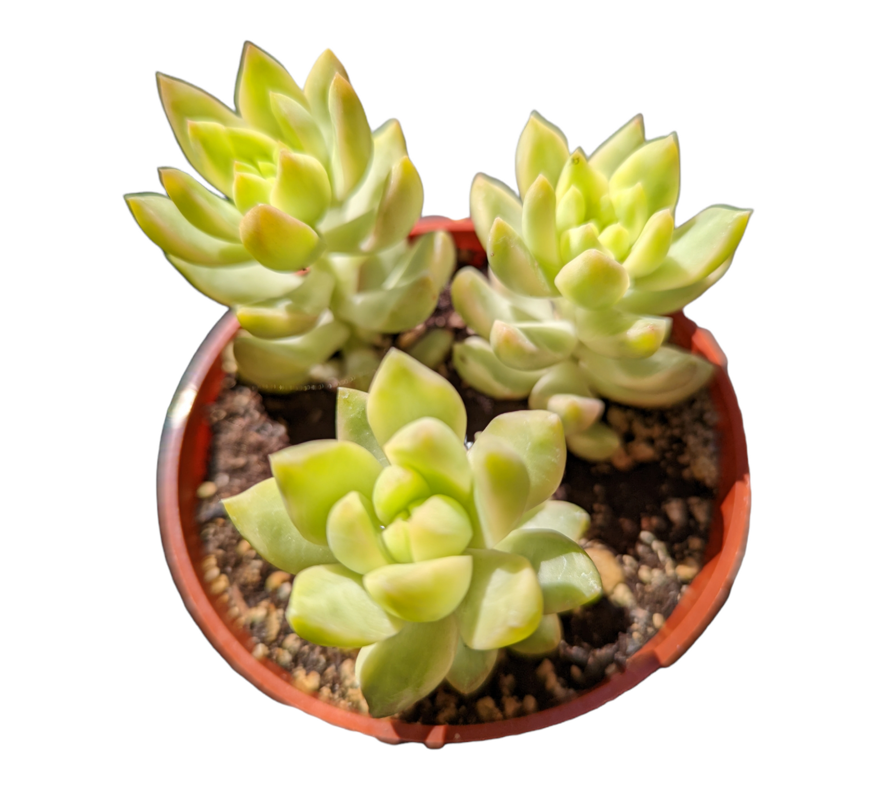 Sedum adolphii Variegata