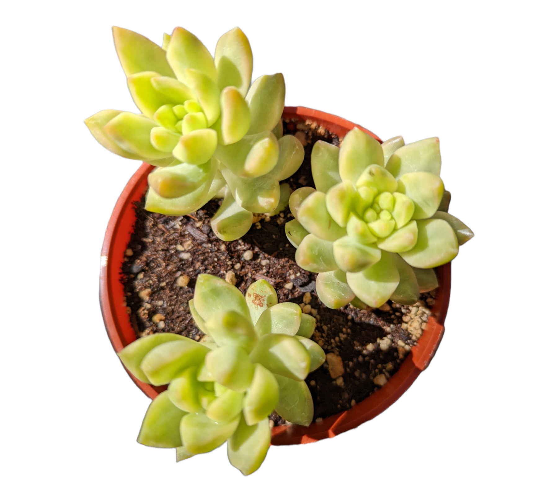 Sedum adolphii Variegata