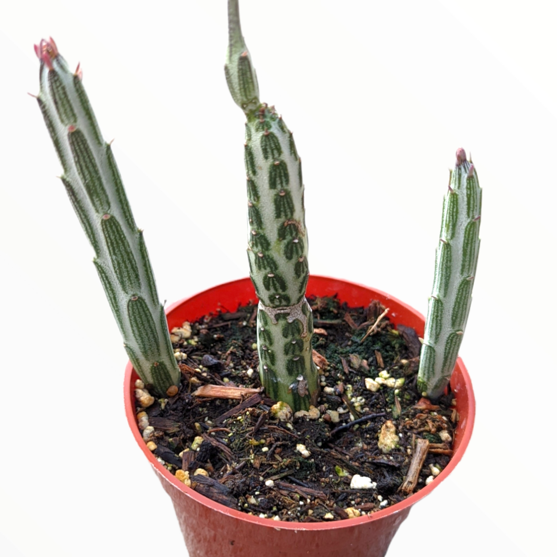 Senecio stapeliiformis Pickle Plant