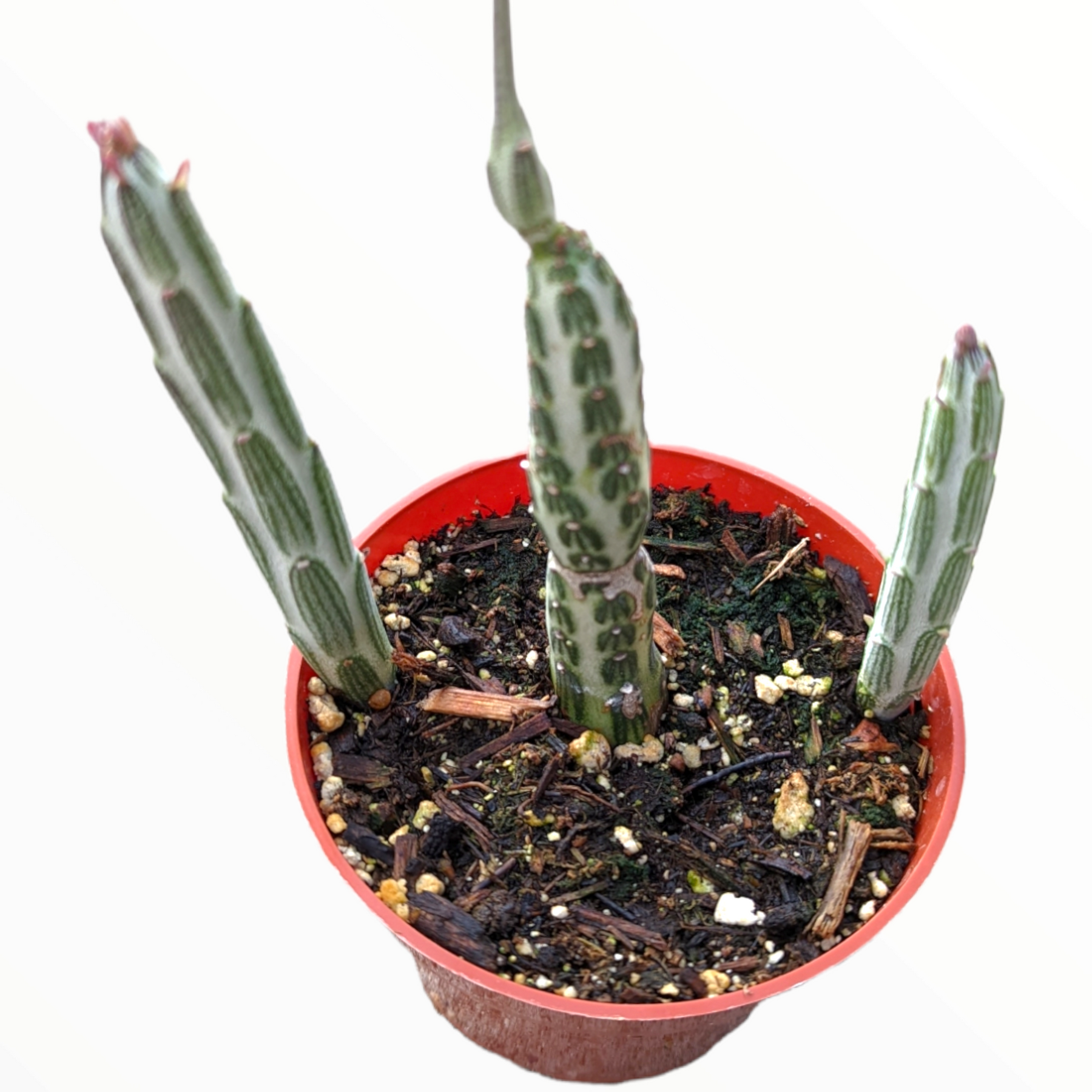 Senecio stapeliiformis Pickle Plant