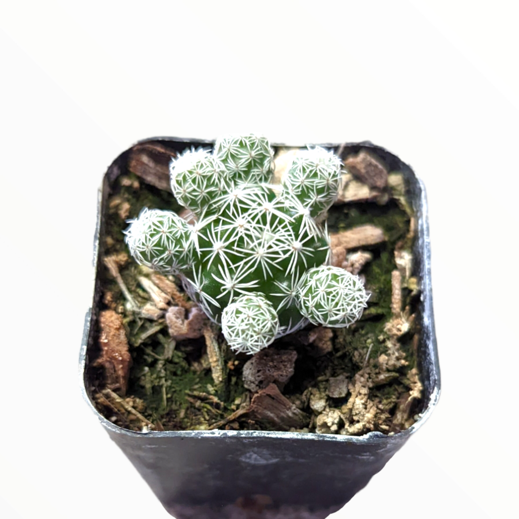 Mammillaria gracilis fragilis 'Thimble Cactus'