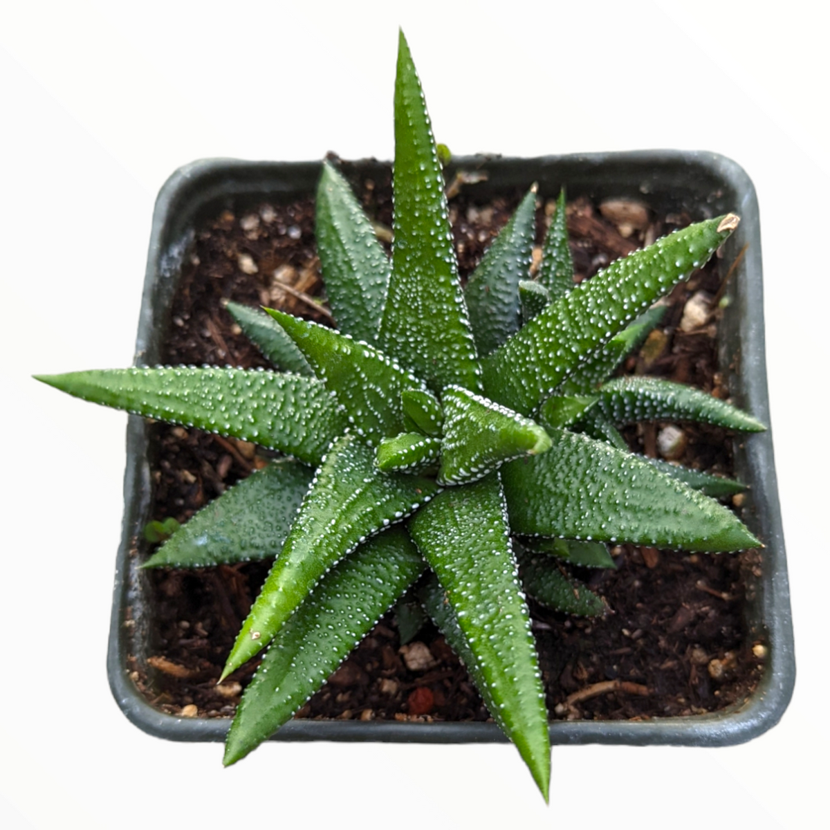 Haworthia attenuata 'Enon' in small nursery pot.