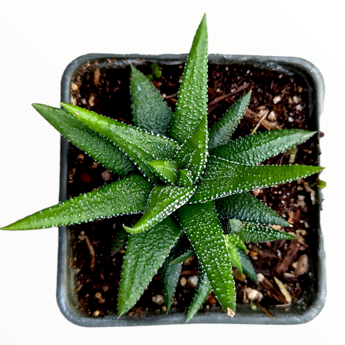Haworthia attenuata 'Enon' potted in square container, top view.