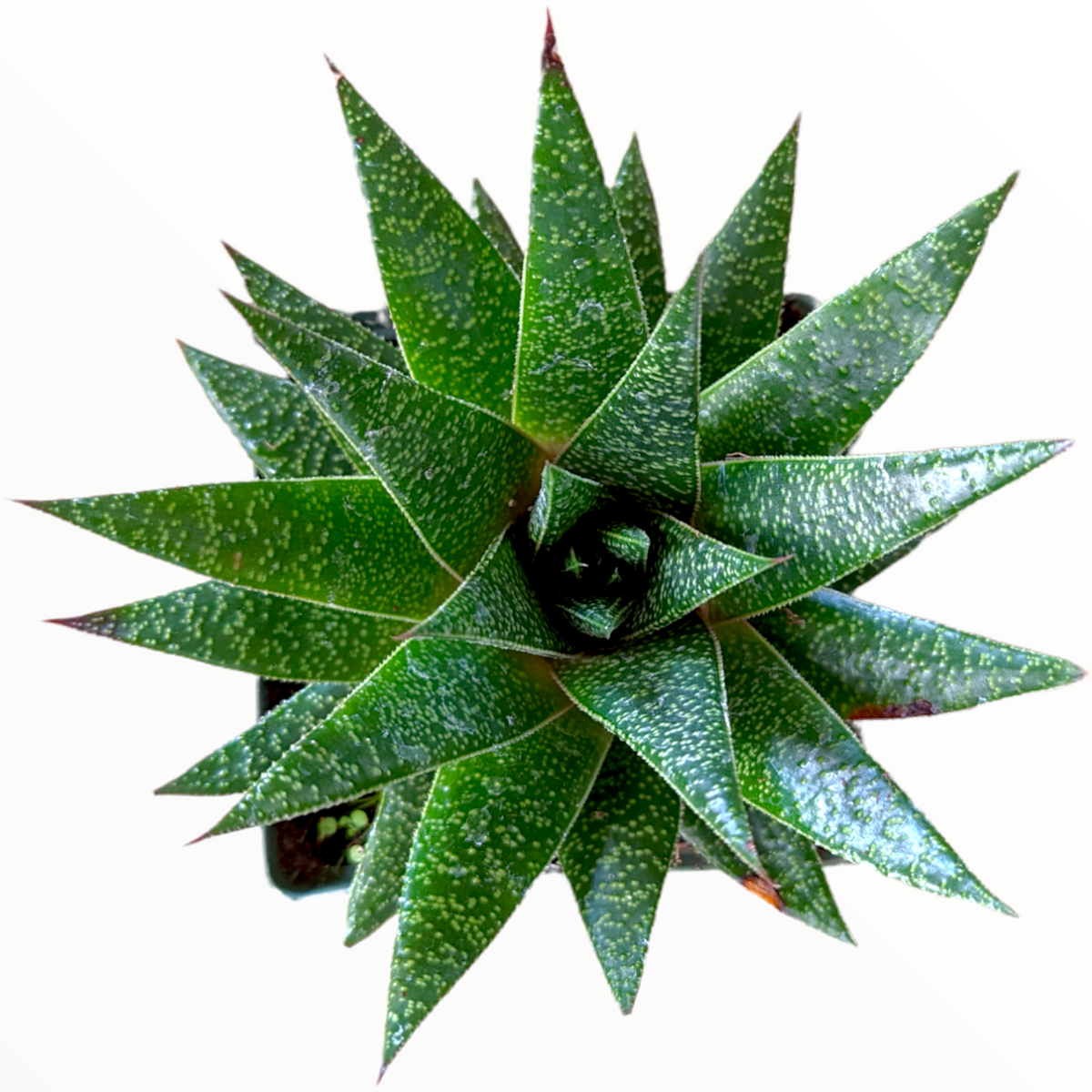 Gasteria 'Flow' succulent in spiral rosette, potted.