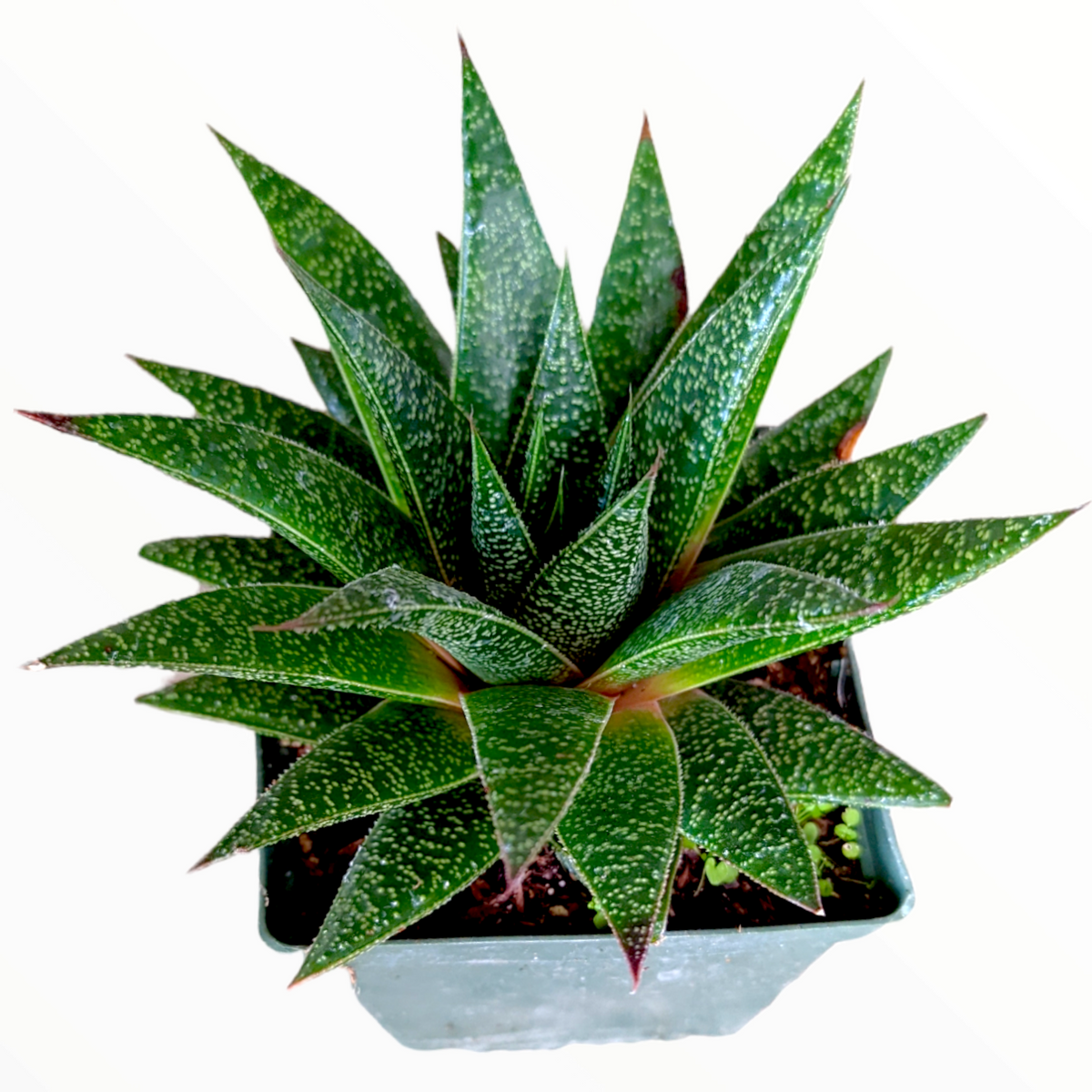Gasteria 'Flow' succulent in square nursery pot.