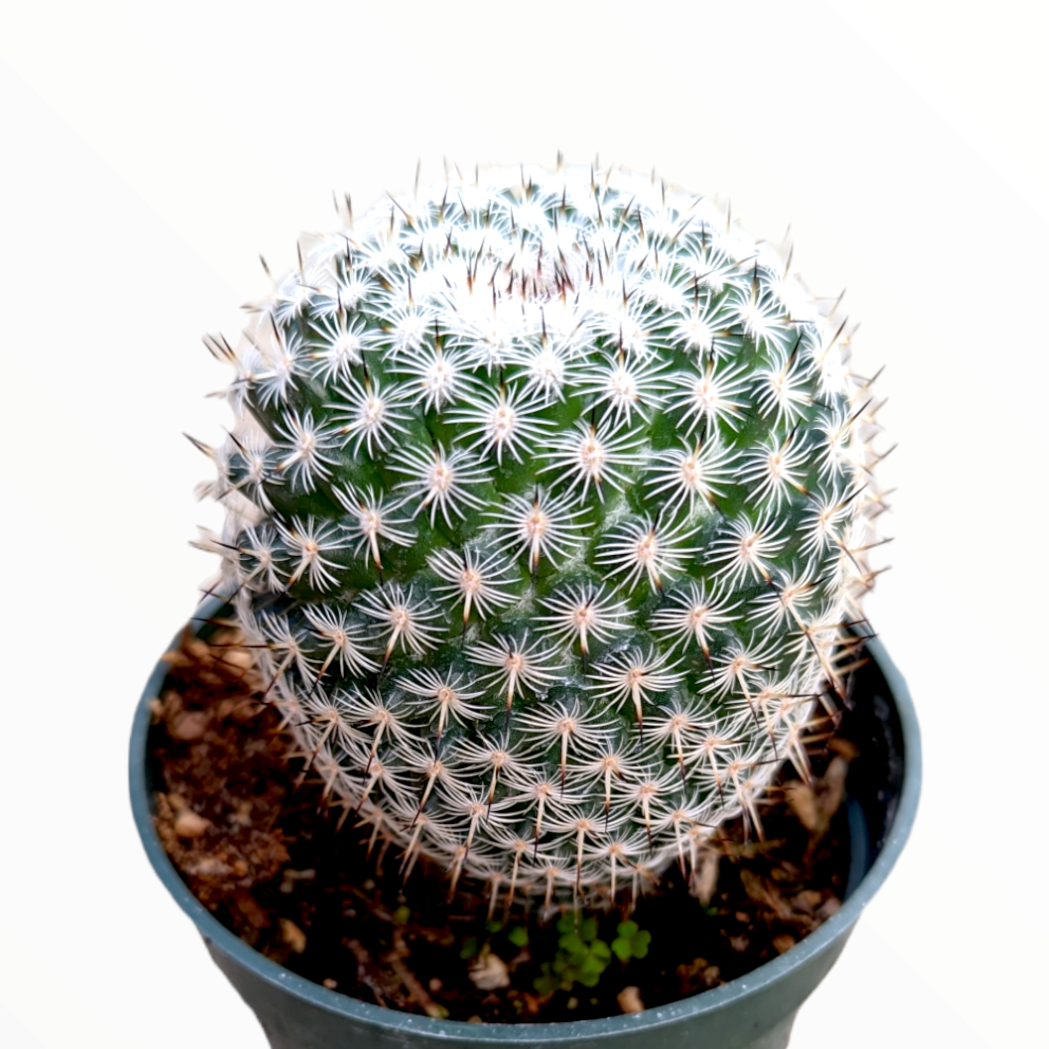 Mammillaria matudae