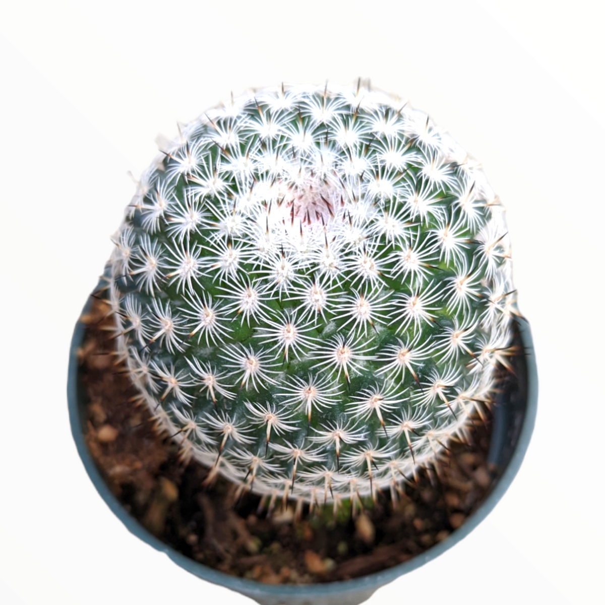 Mammillaria matudae cactus with starburst spines in pot.