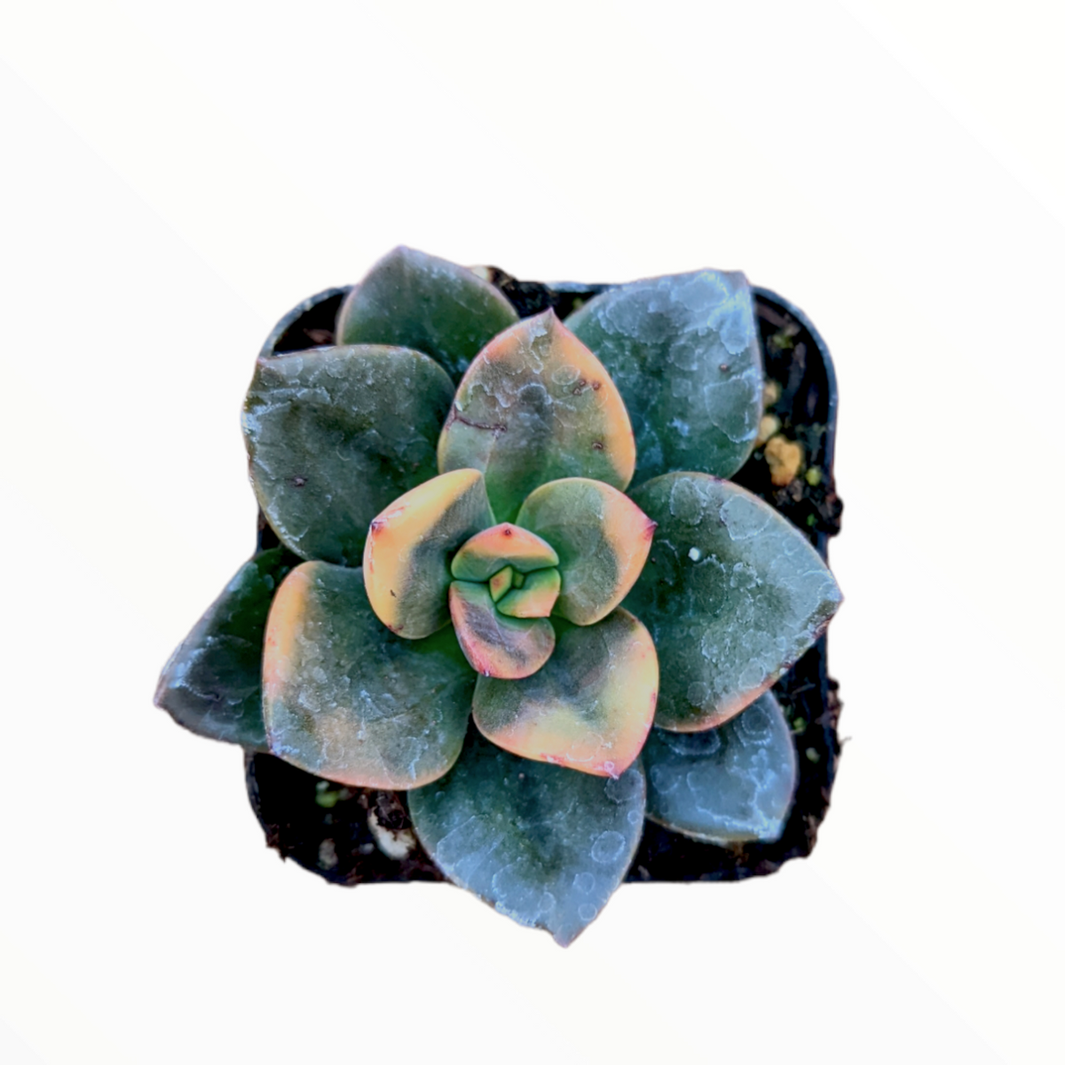 Echeveria 'Chroma' potted succulent in square pot.