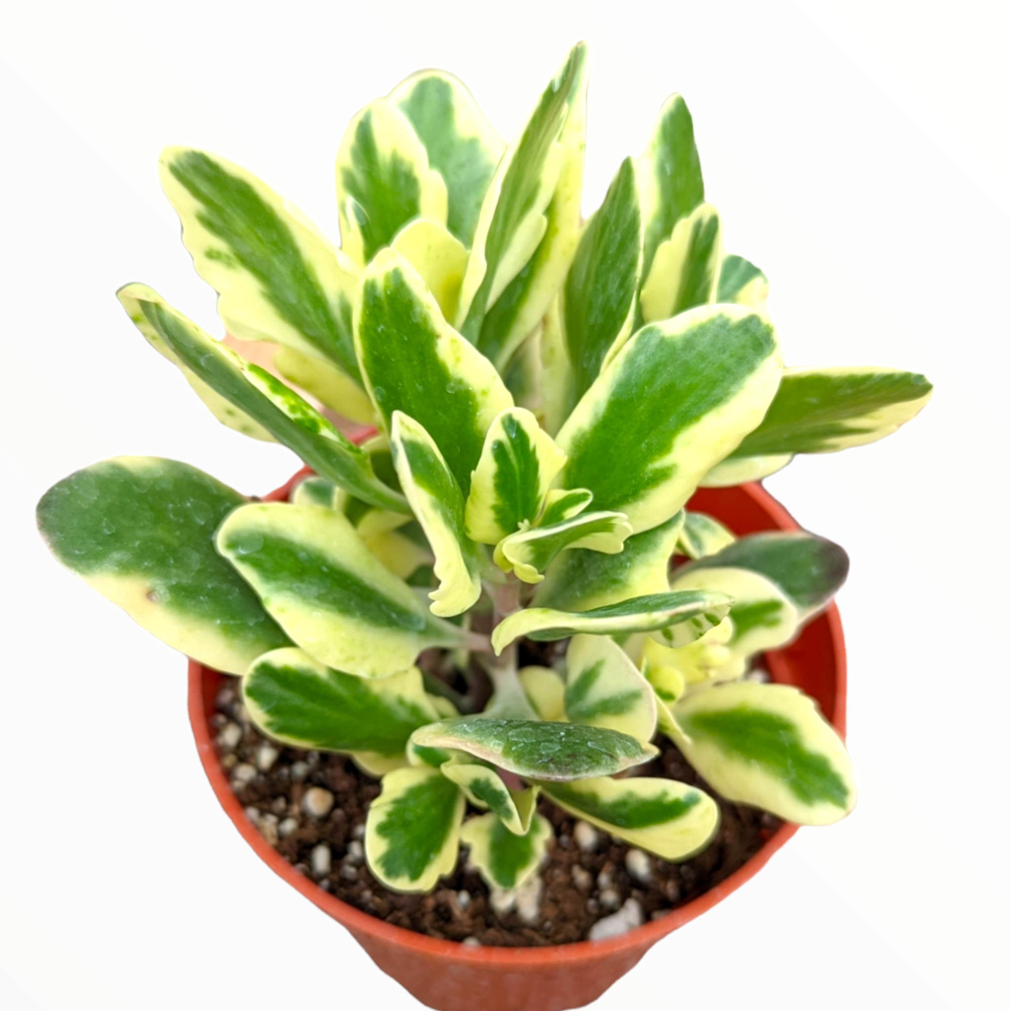 aurora borealis succulent care Kalanchoe fedtschenkoi 'Aurora Borealis' -