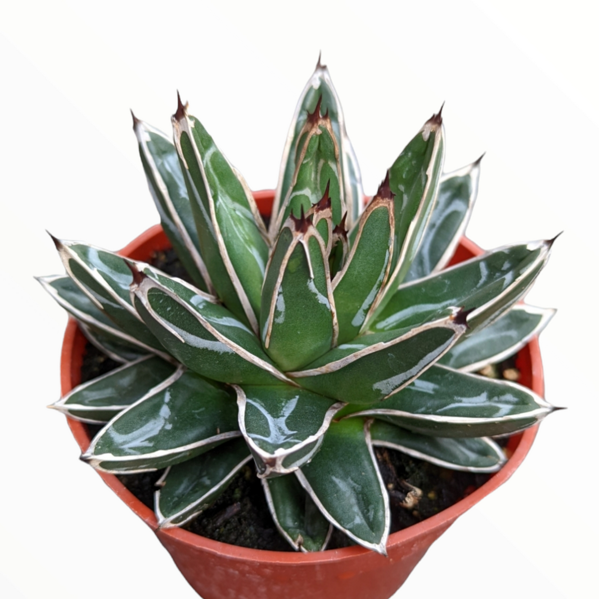 Agave victoriae-reginae in terracotta pot, green rosette leaves.