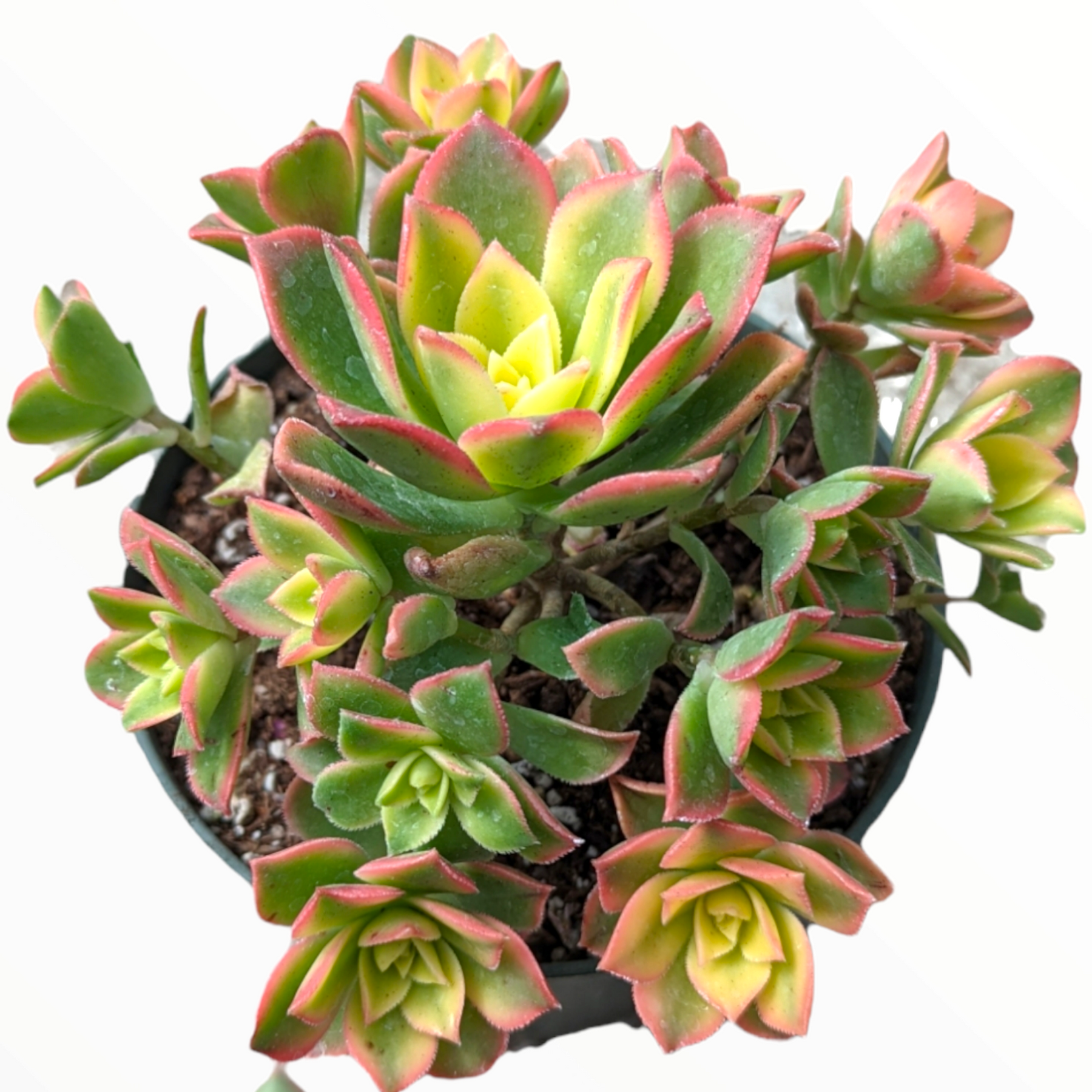 Aeonium 'Kiwi' - Succulents Depot