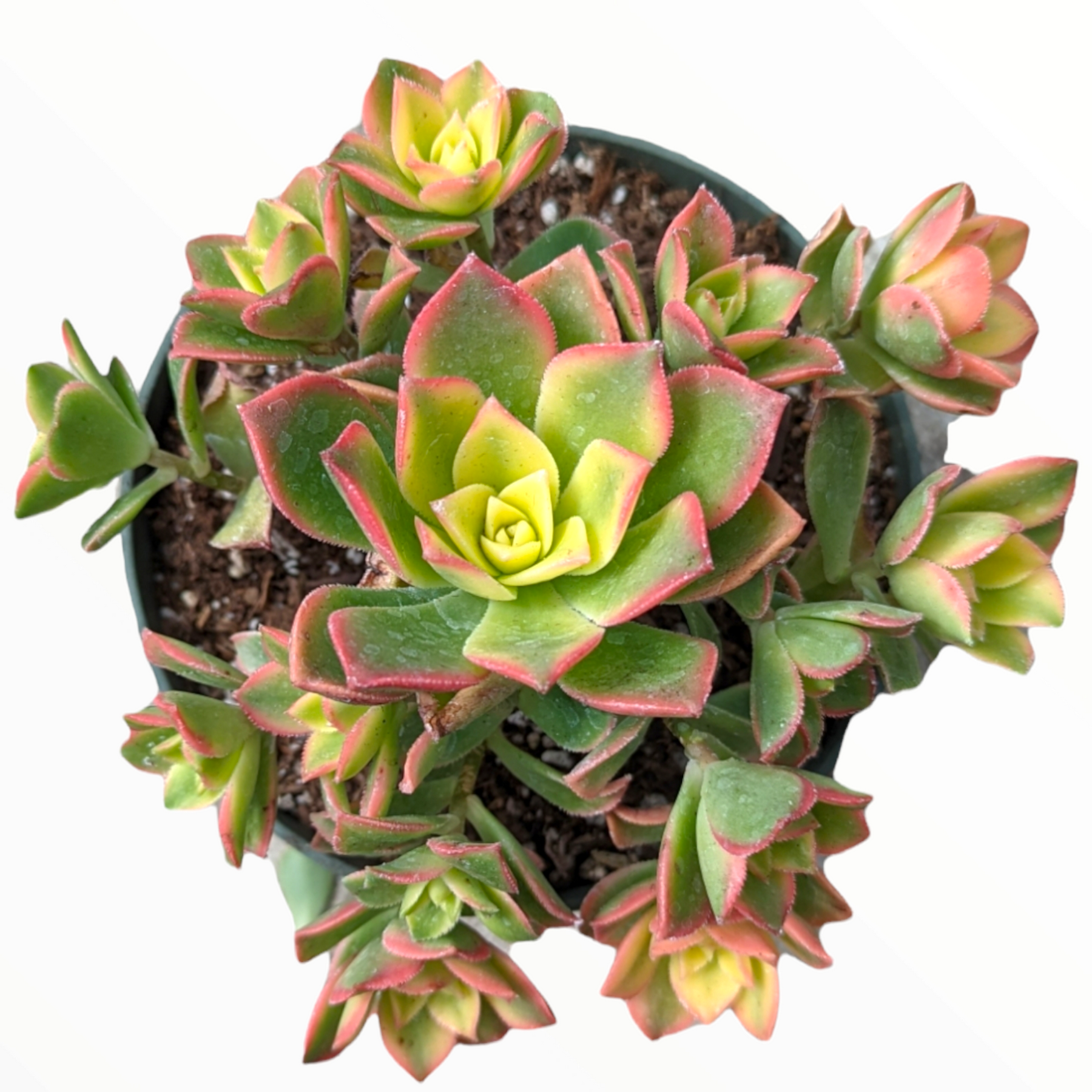 Aeonium 'Kiwi' - Succulents Depot