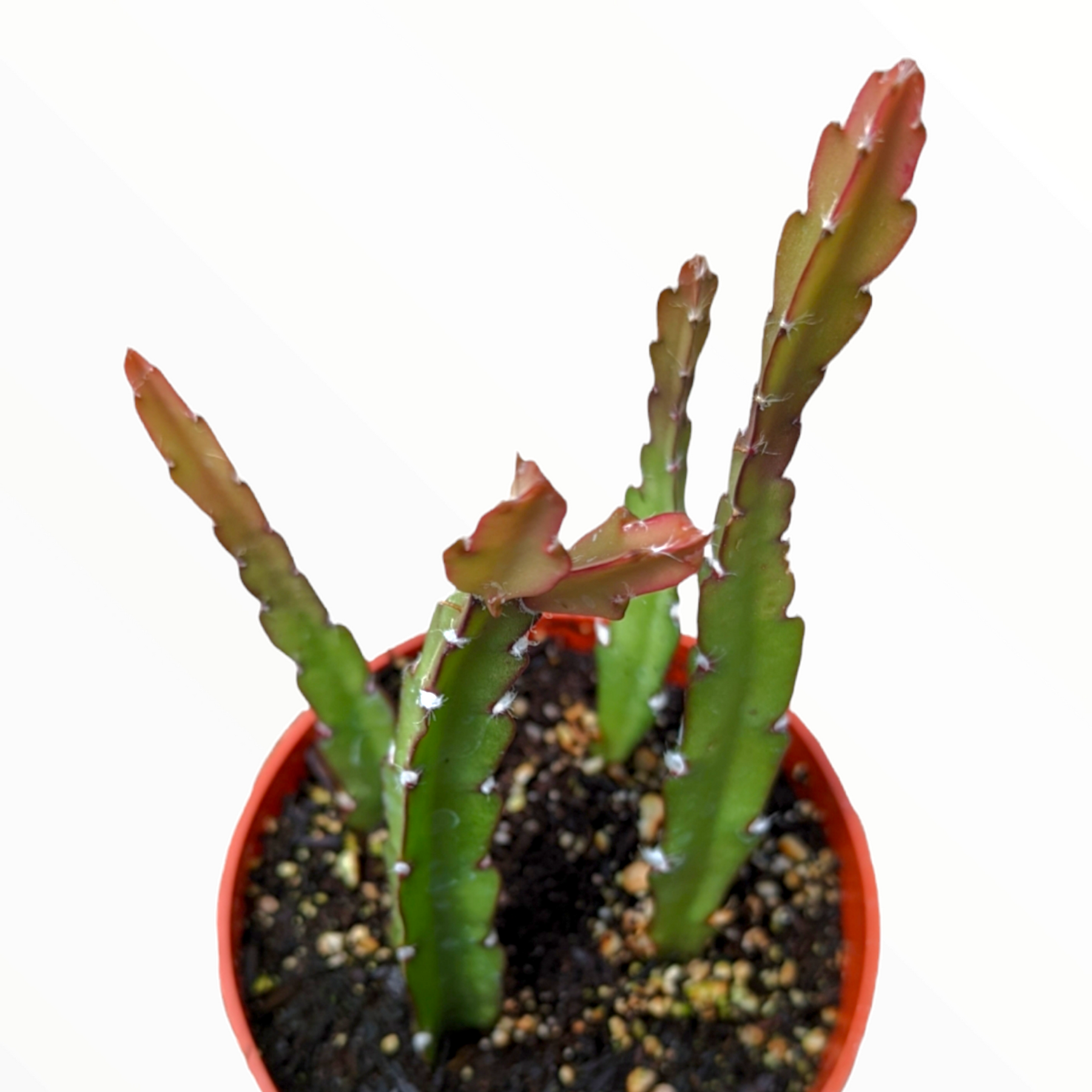 Lepismium cruciforme Hurricane Cactus - Succulents Depot