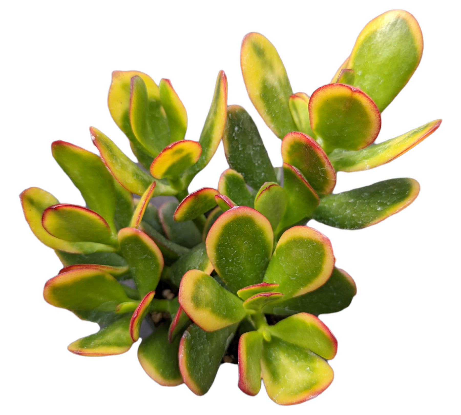 Crassula ovata 'Hummel's Sunset' Golden Jade Variegated