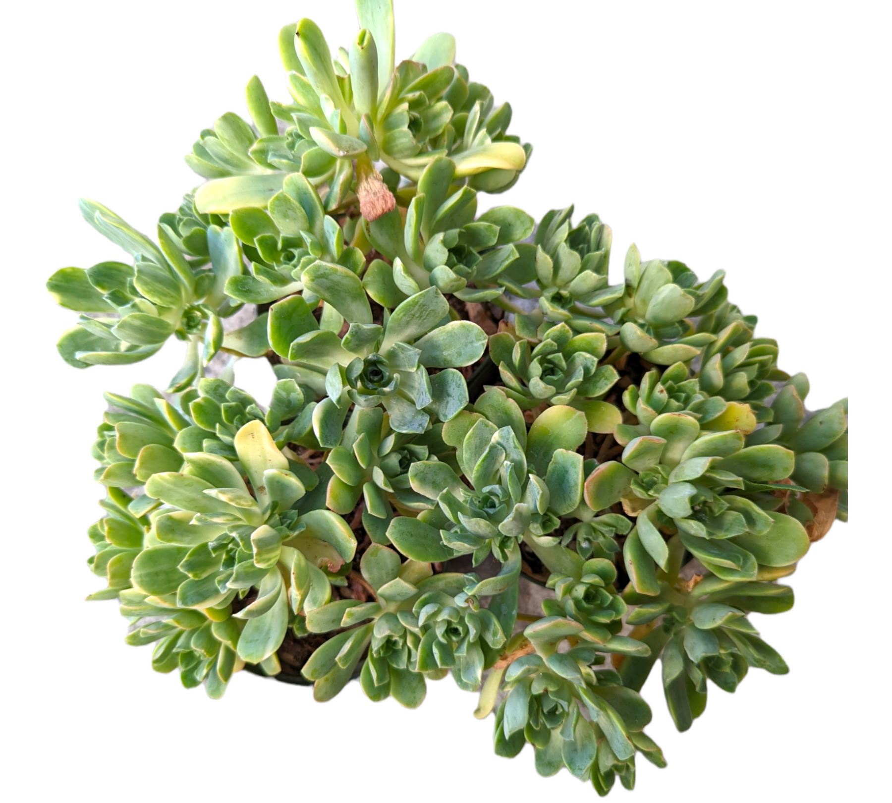 Aeonium castello paivae Variegata 'Suncup'