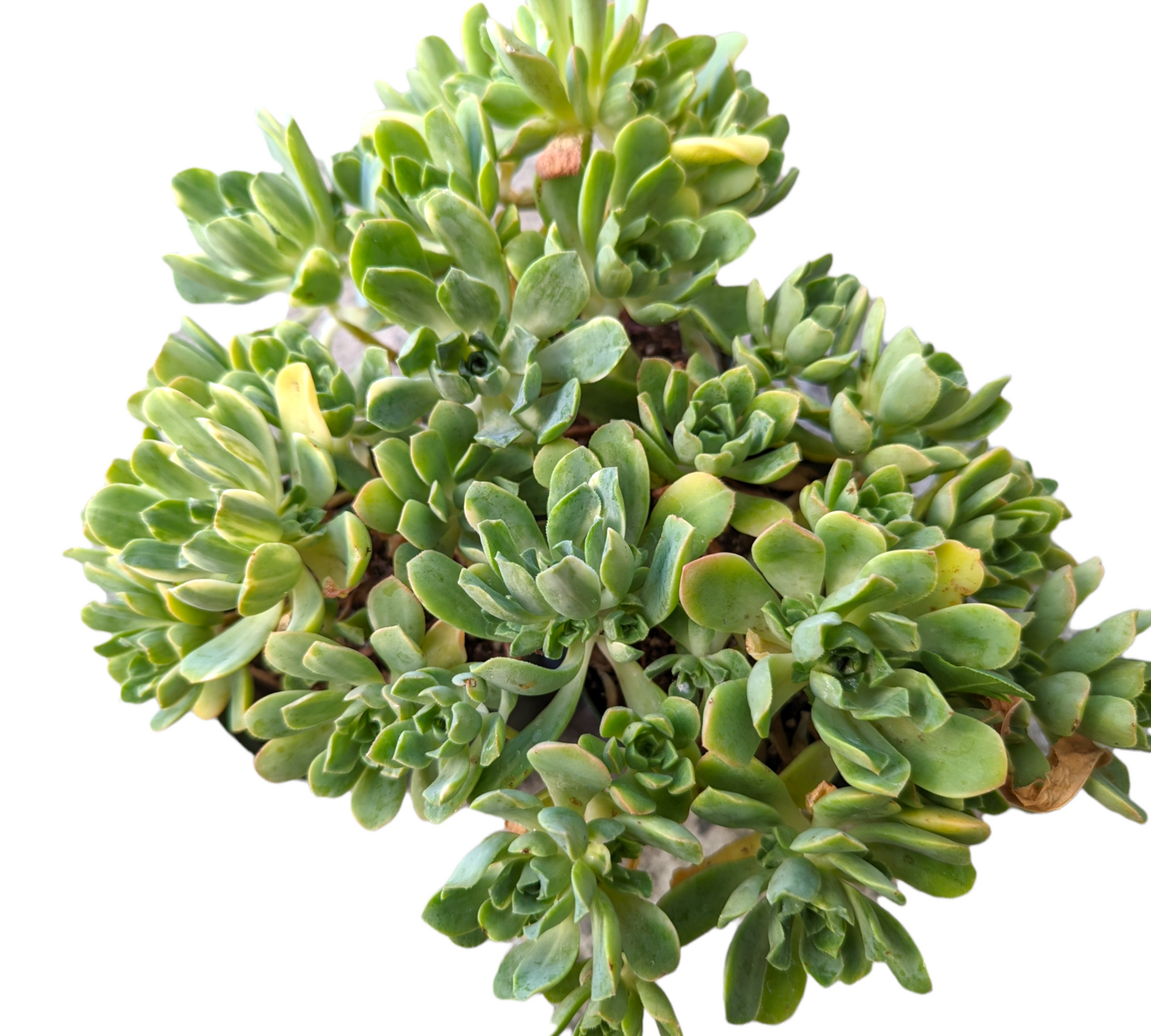 Aeonium castello paivae Variegata 'Suncup'