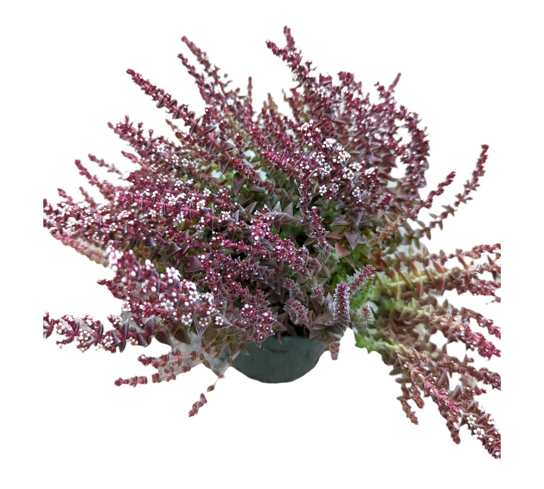 Crassula capitella ssp. thyrsiflora 'Pagoda Village'