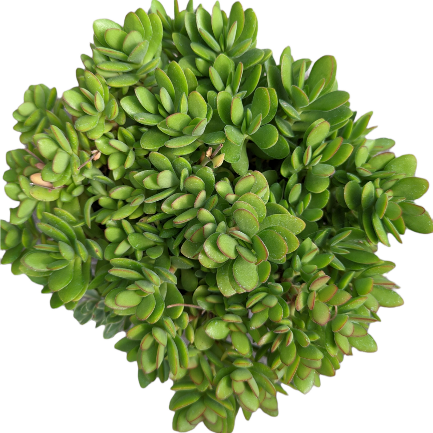 Crassula swaziensis 'Money Maker'