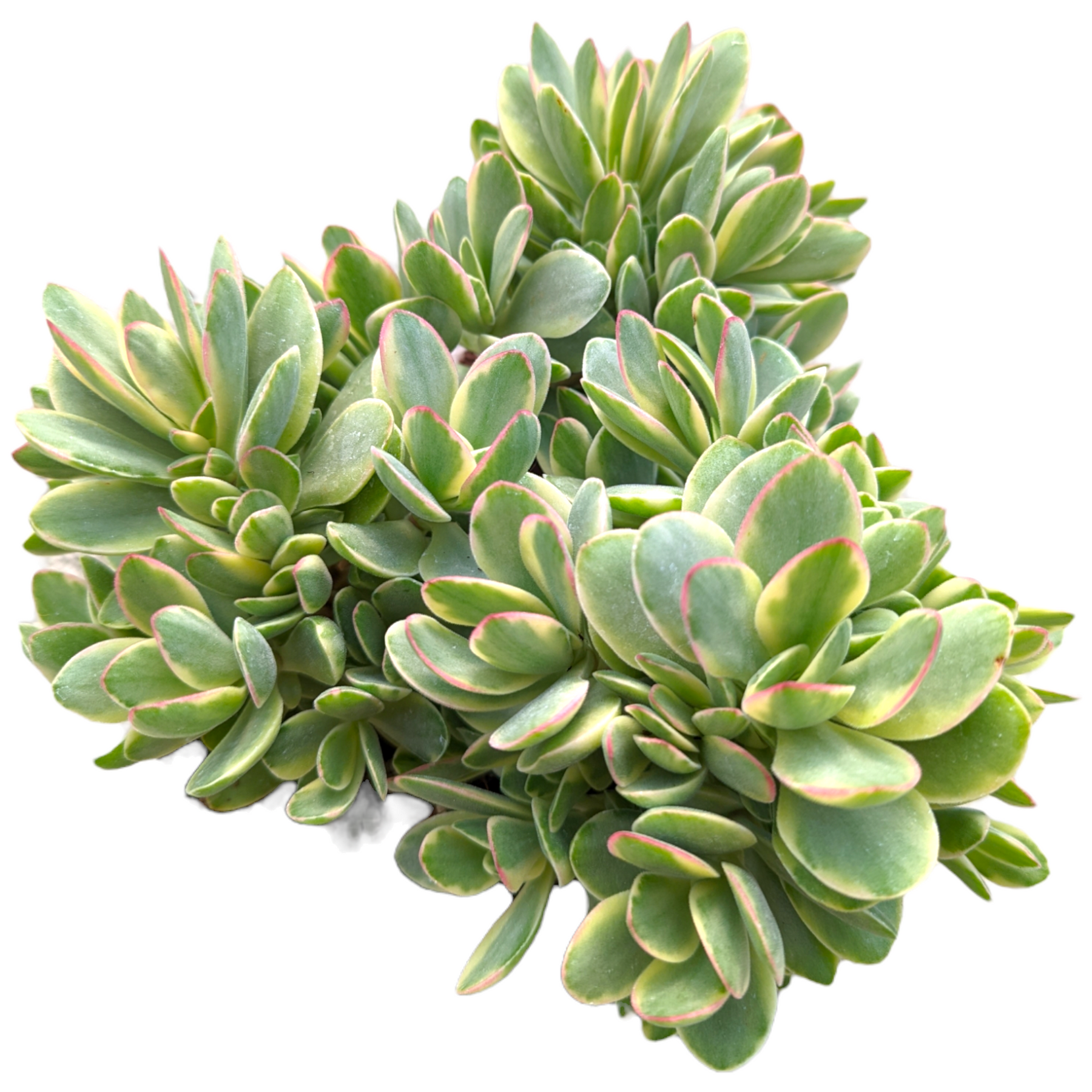 Crassula swaziensis Variegata 'Money Maker'