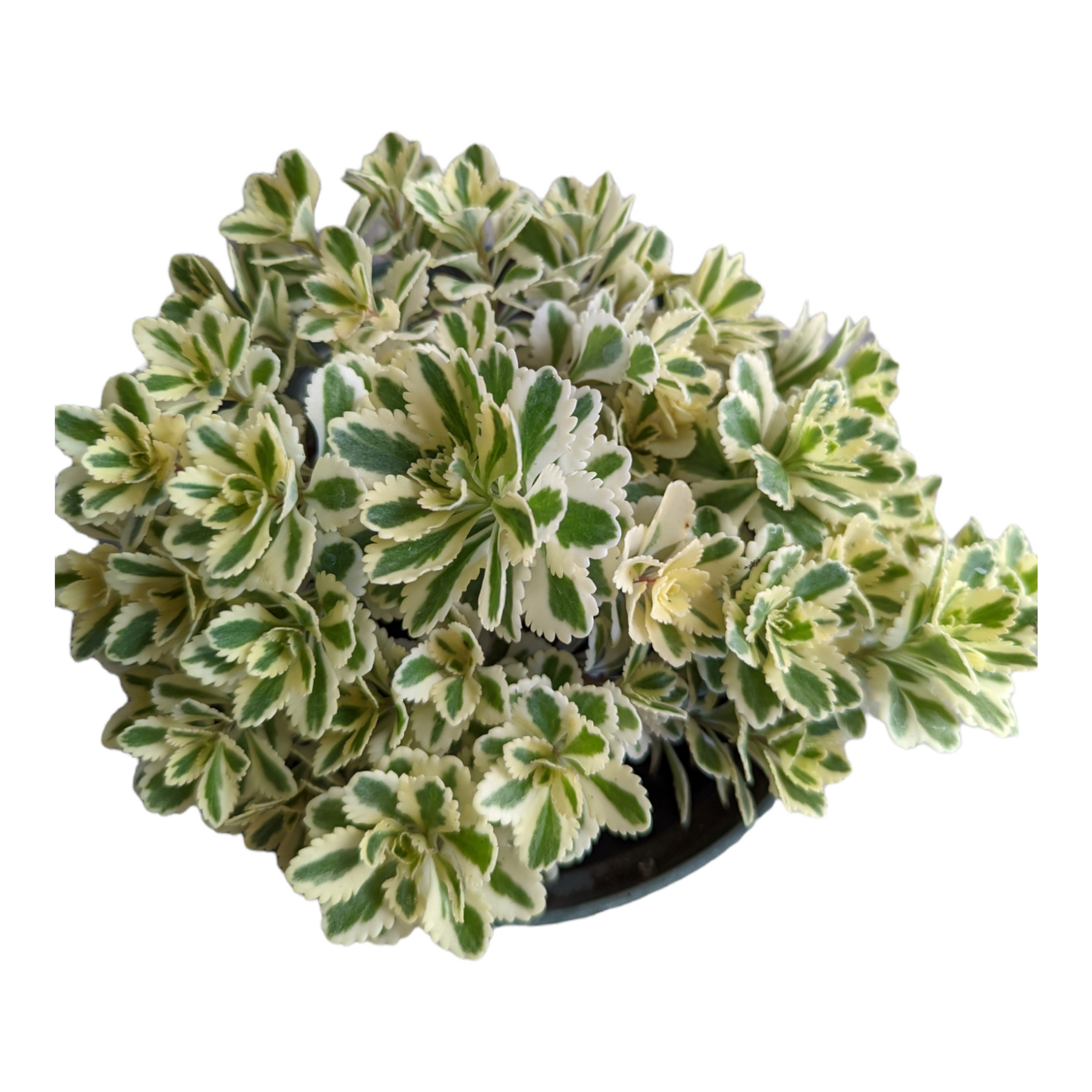 Sedum takesimense Atlantis™ Variegated