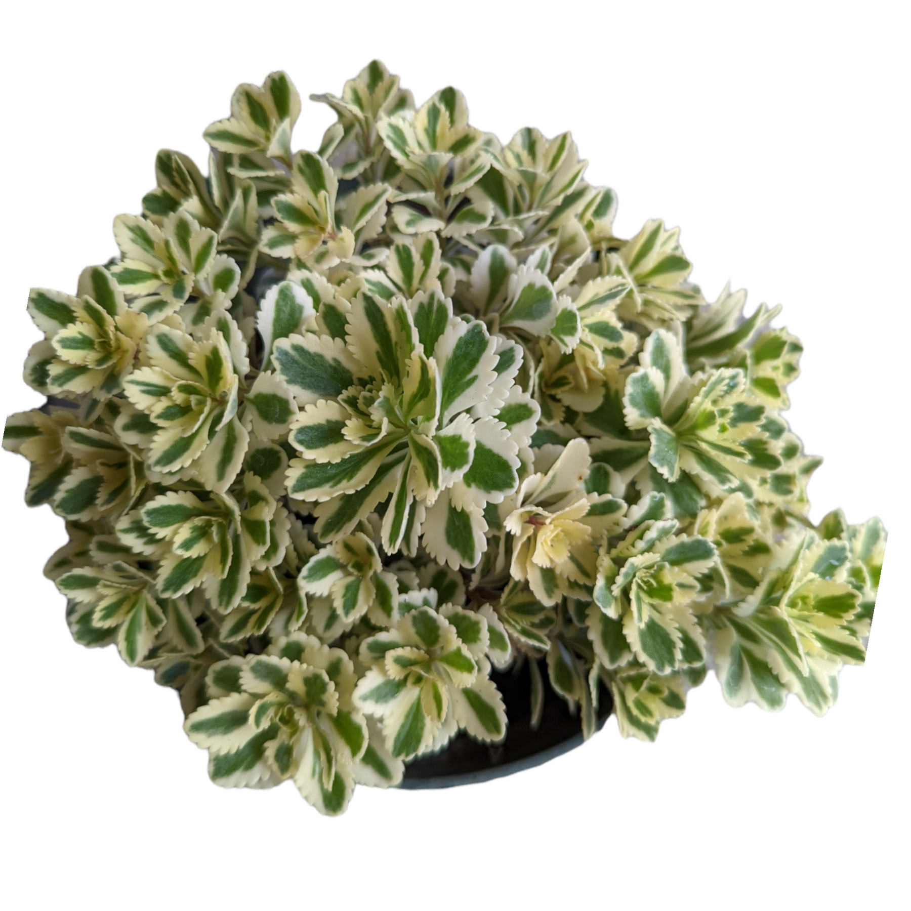 Sedum takesimense Atlantis™ Variegated