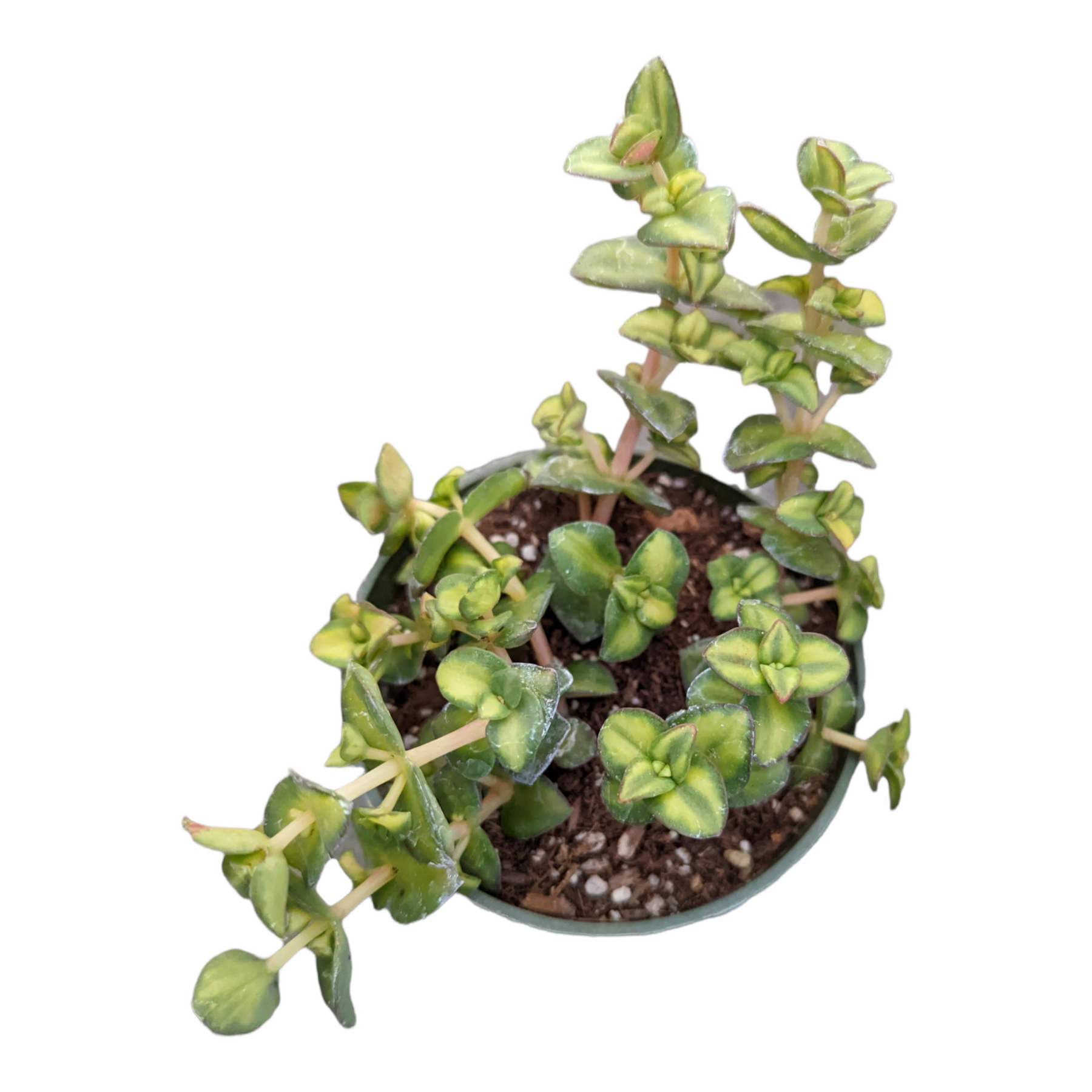 Crassula pellucida mediopicta Variegated