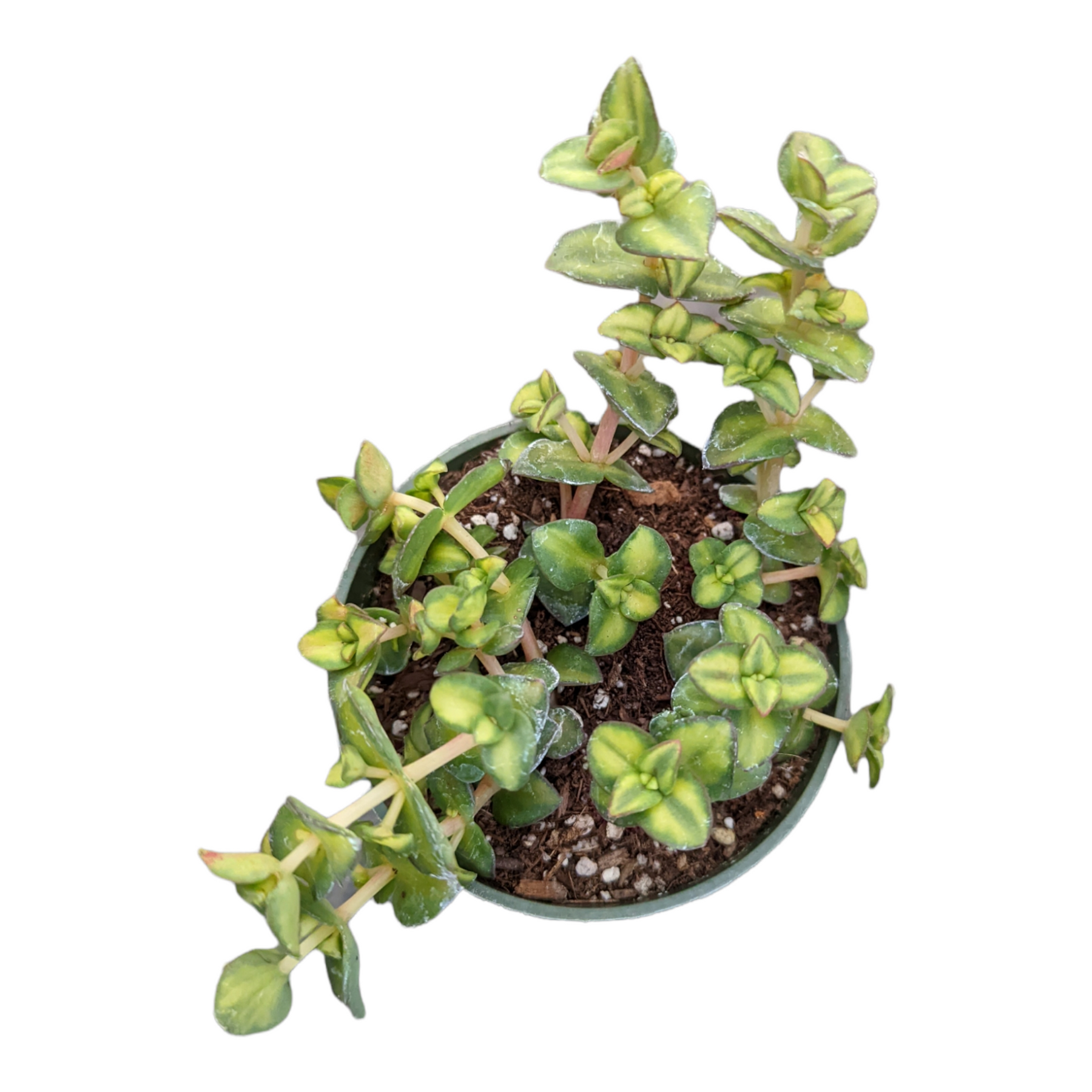 Crassula pellucida mediopicta Variegated