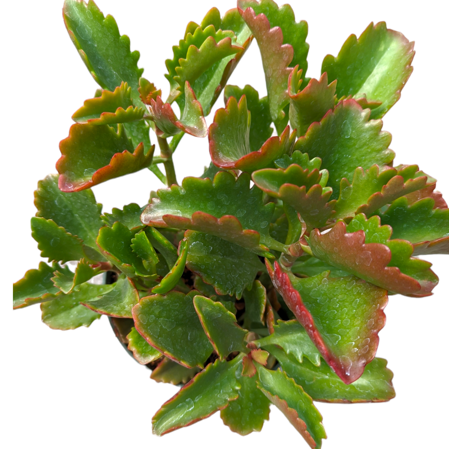 Kalanchoe sexangularis 'Six Angled Kalanchoe'