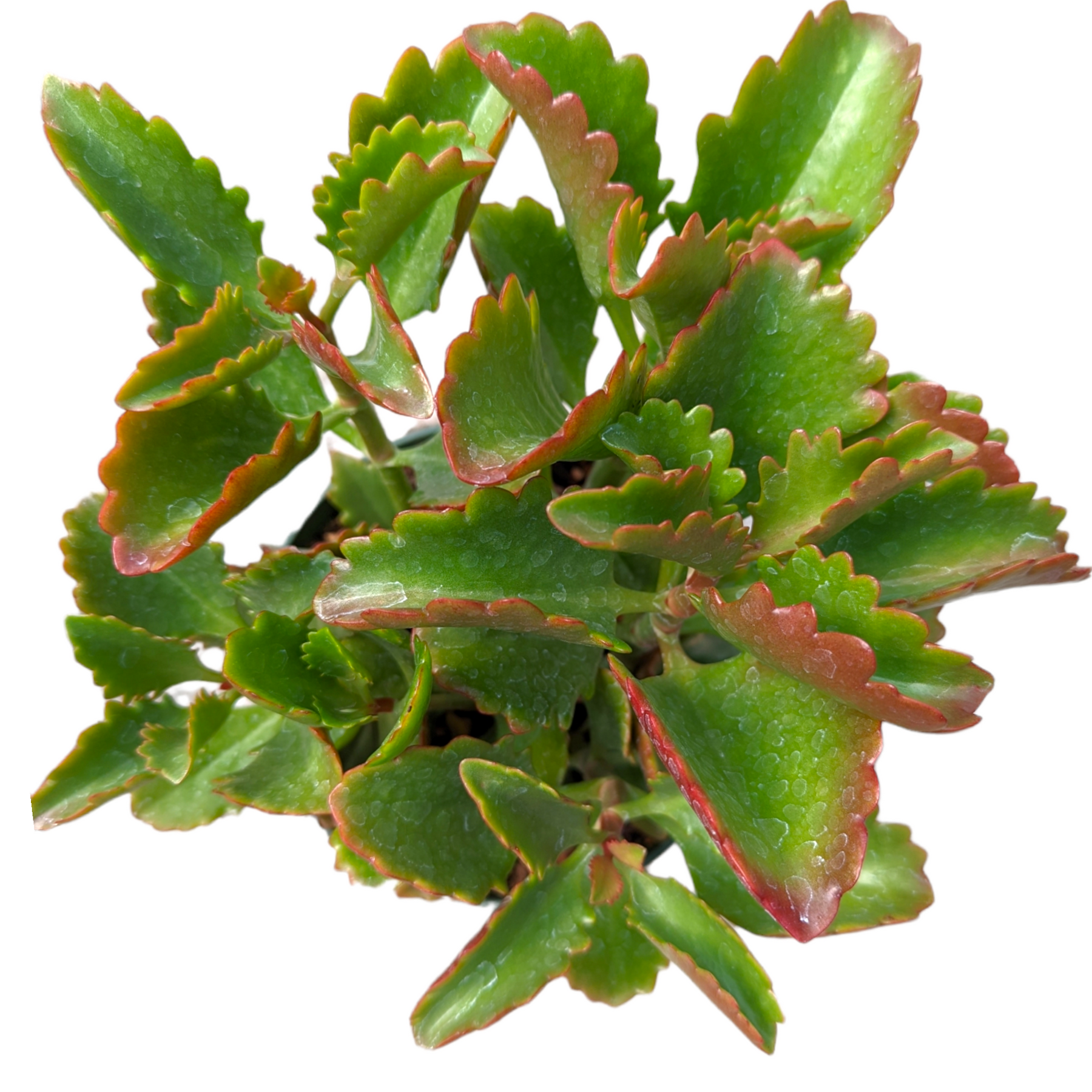 Kalanchoe sexangularis 'Six Angled Kalanchoe'