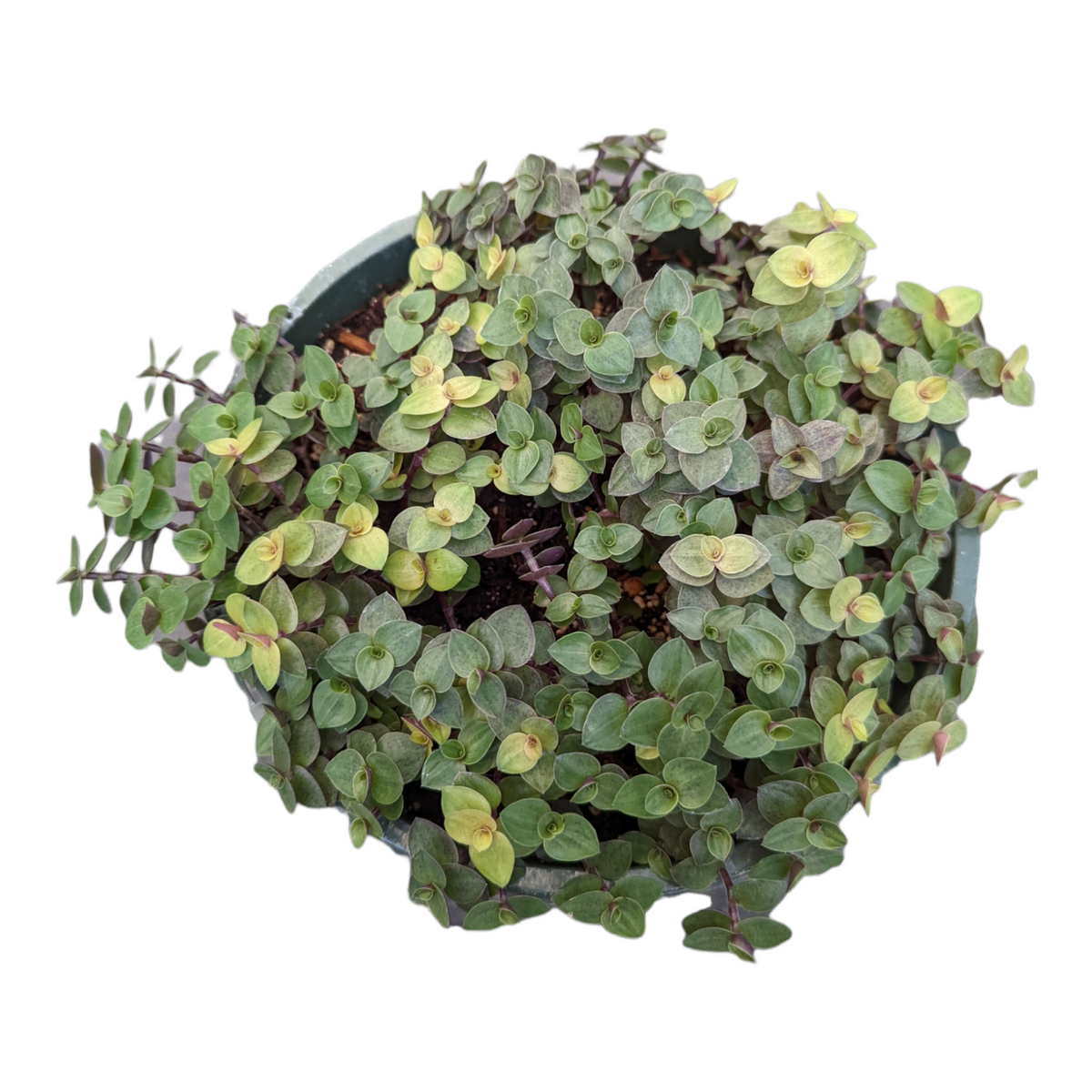 Callisia repens Golden & Green Mix