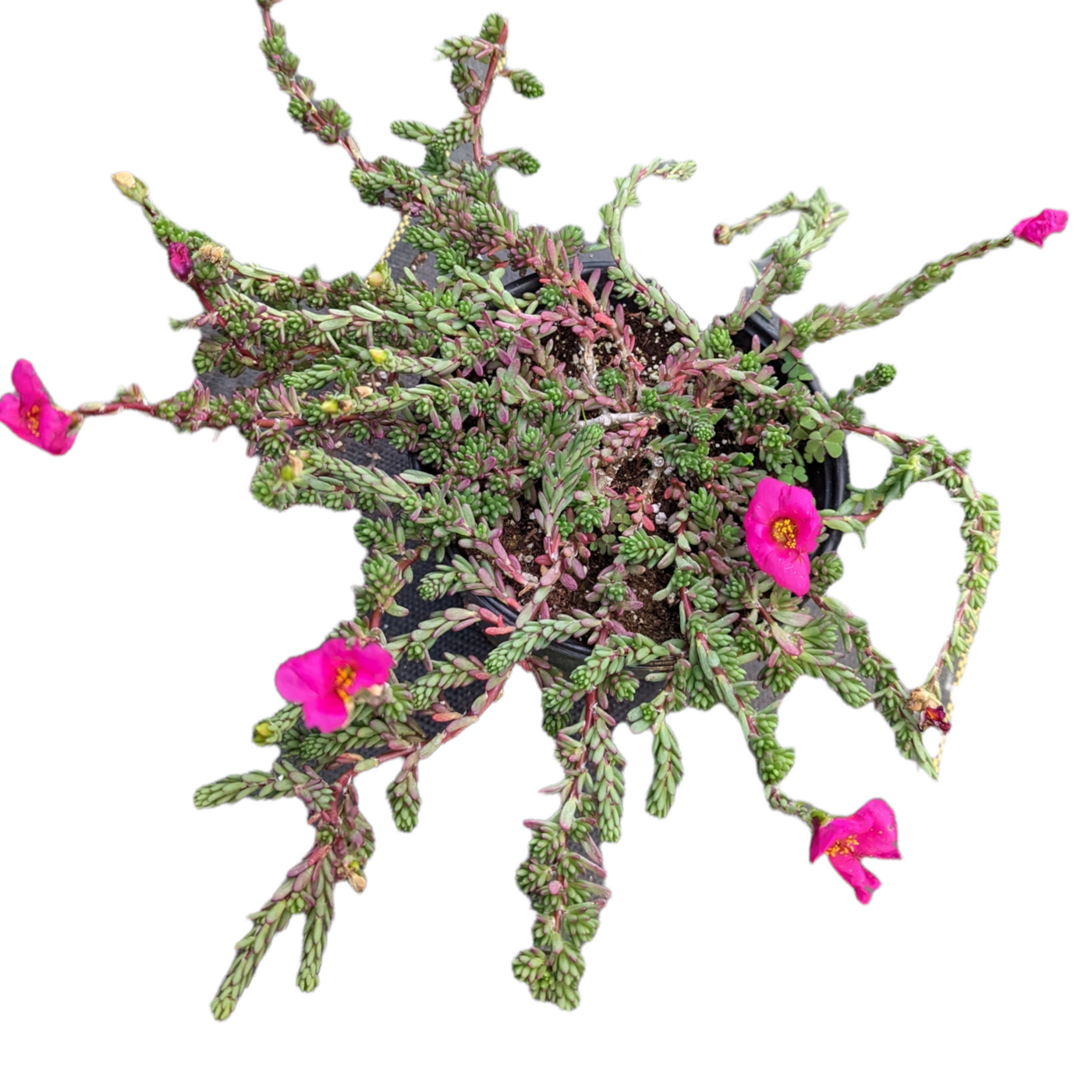 Portulaca gilliesii 'Purple Rice' in a small pot with magenta flowers.