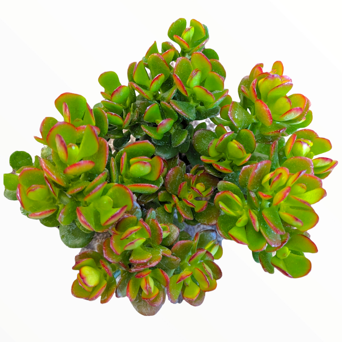 Crassula ovata 'Baby Jade' succulent with red-edged rosettes.