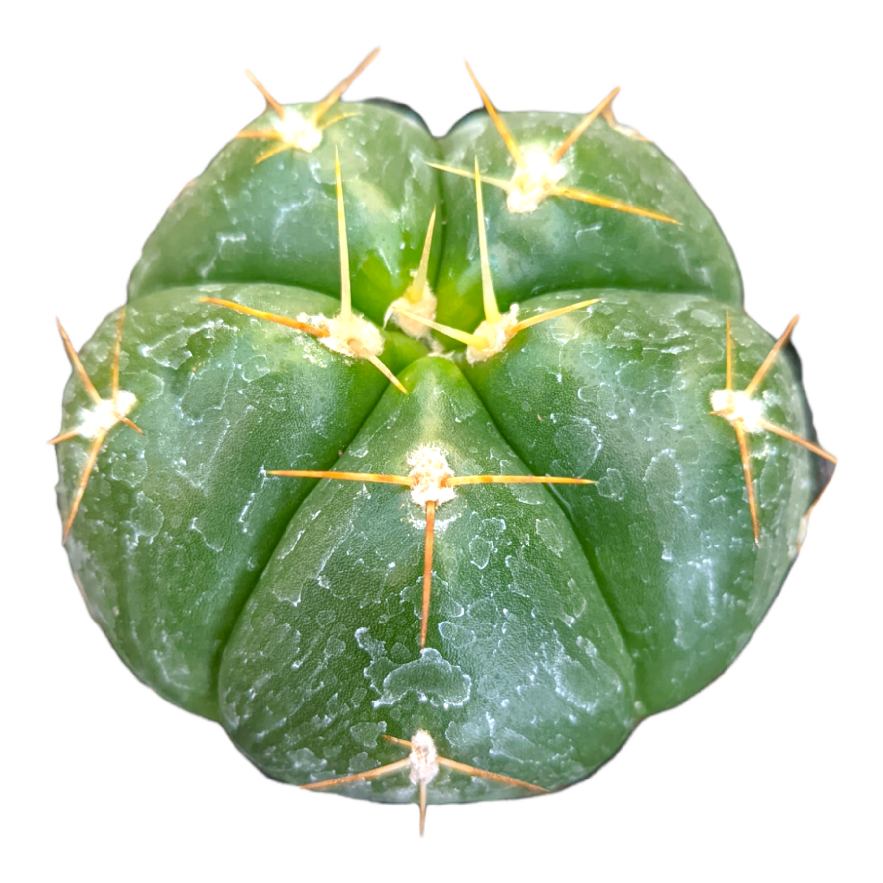 Gymnocalycium horstii ssp. buenekeri