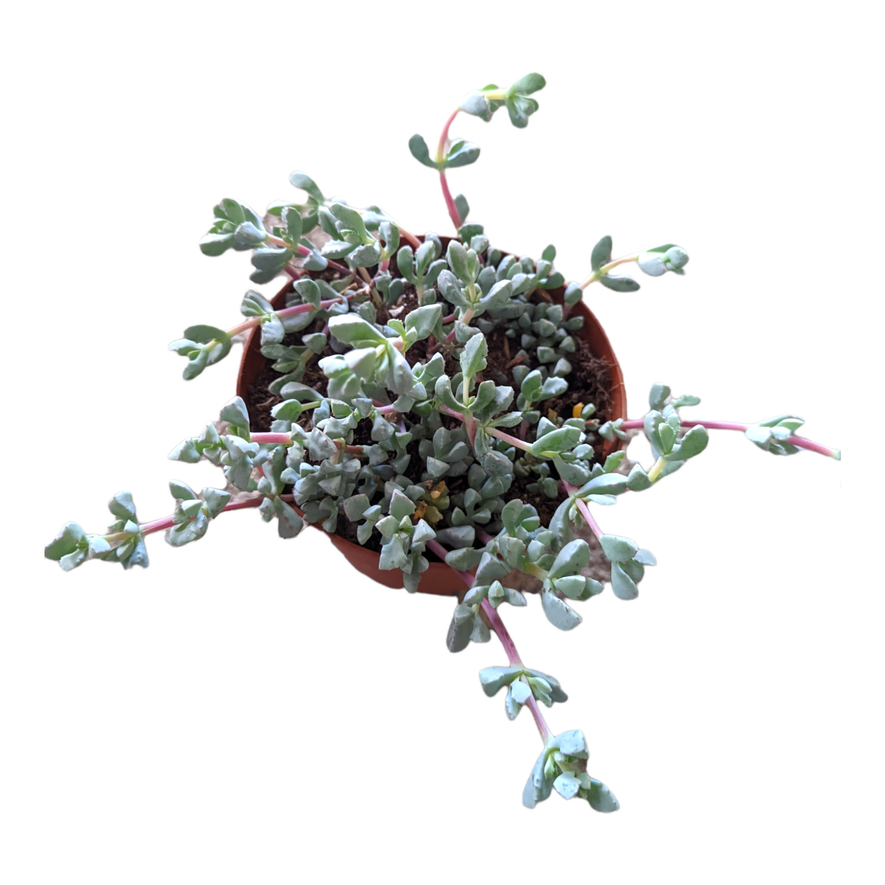 Oscularia deltoides 'Pink Ice Plant' - Succulents Depot