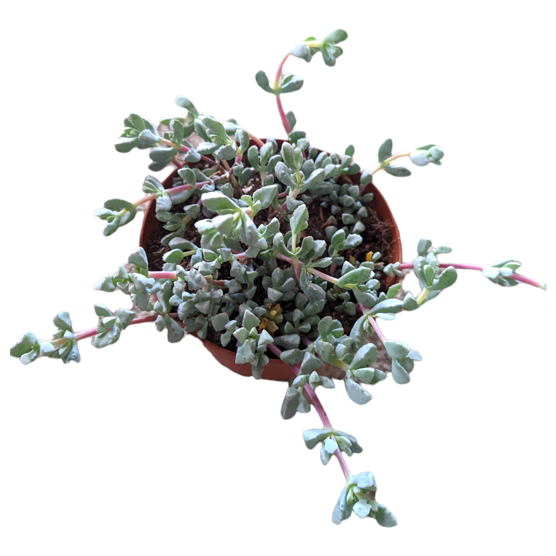 Oscularia deltoides 'Pink Ice Plant' - Succulents Depot