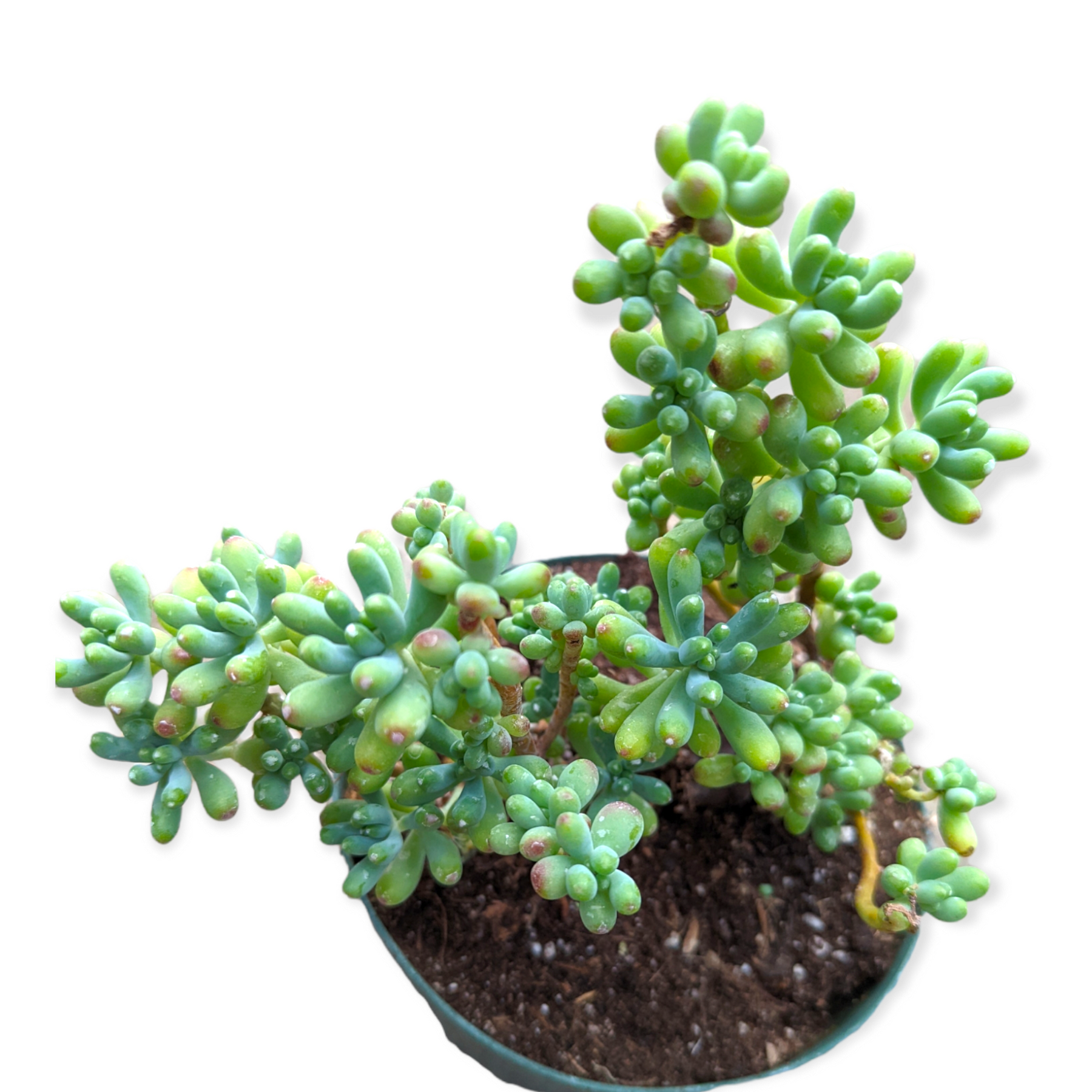 Sedum pachyphyllum 'Jelly Beans'