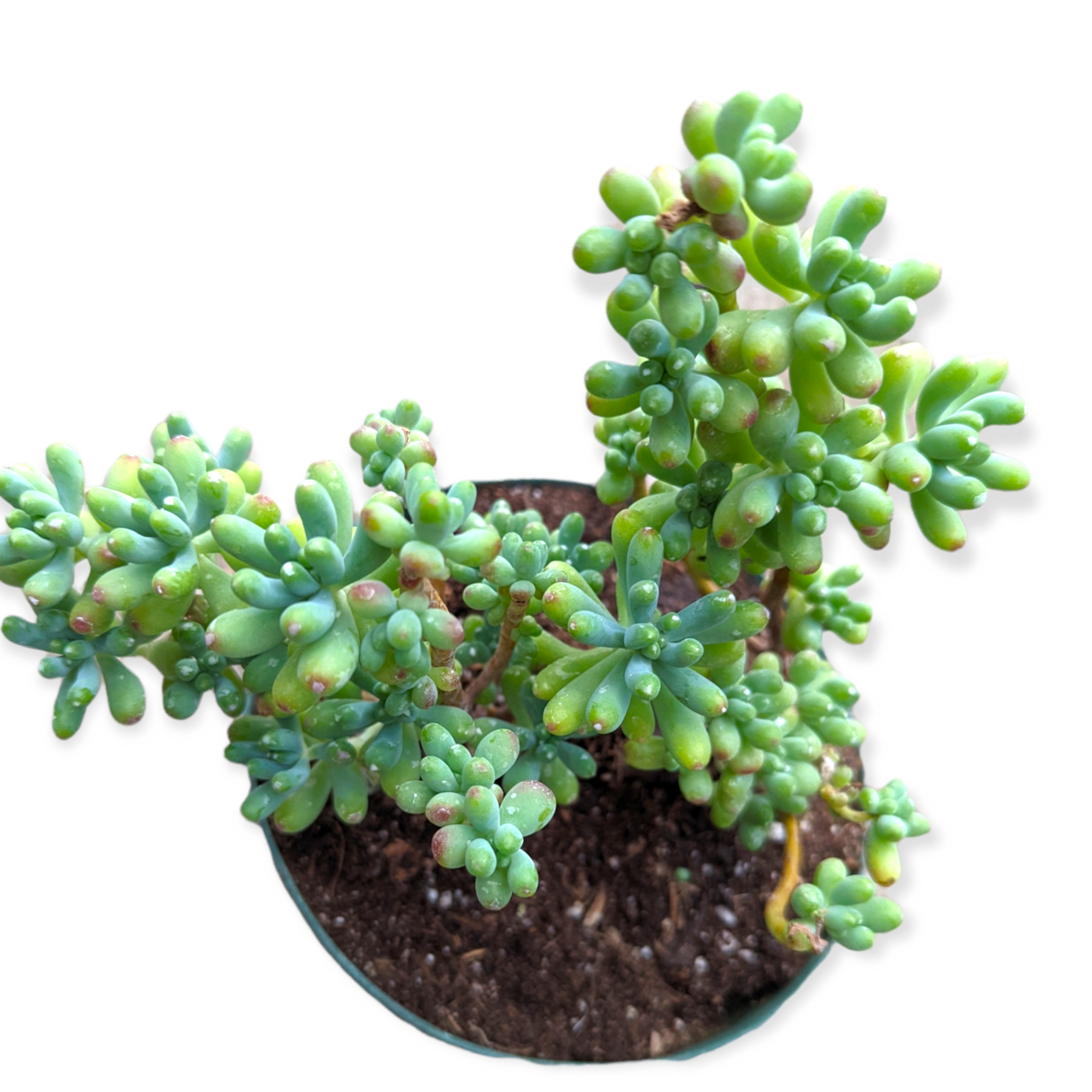 Sedum pachyphyllum 'Jelly Beans'