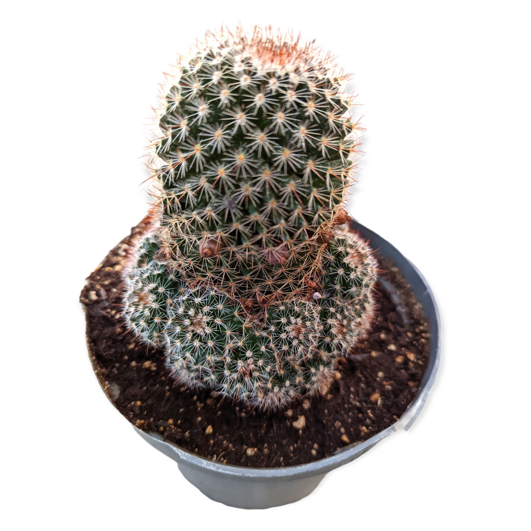 Mammillaria spinosissima Red Headed Irishman - Succulents Depot