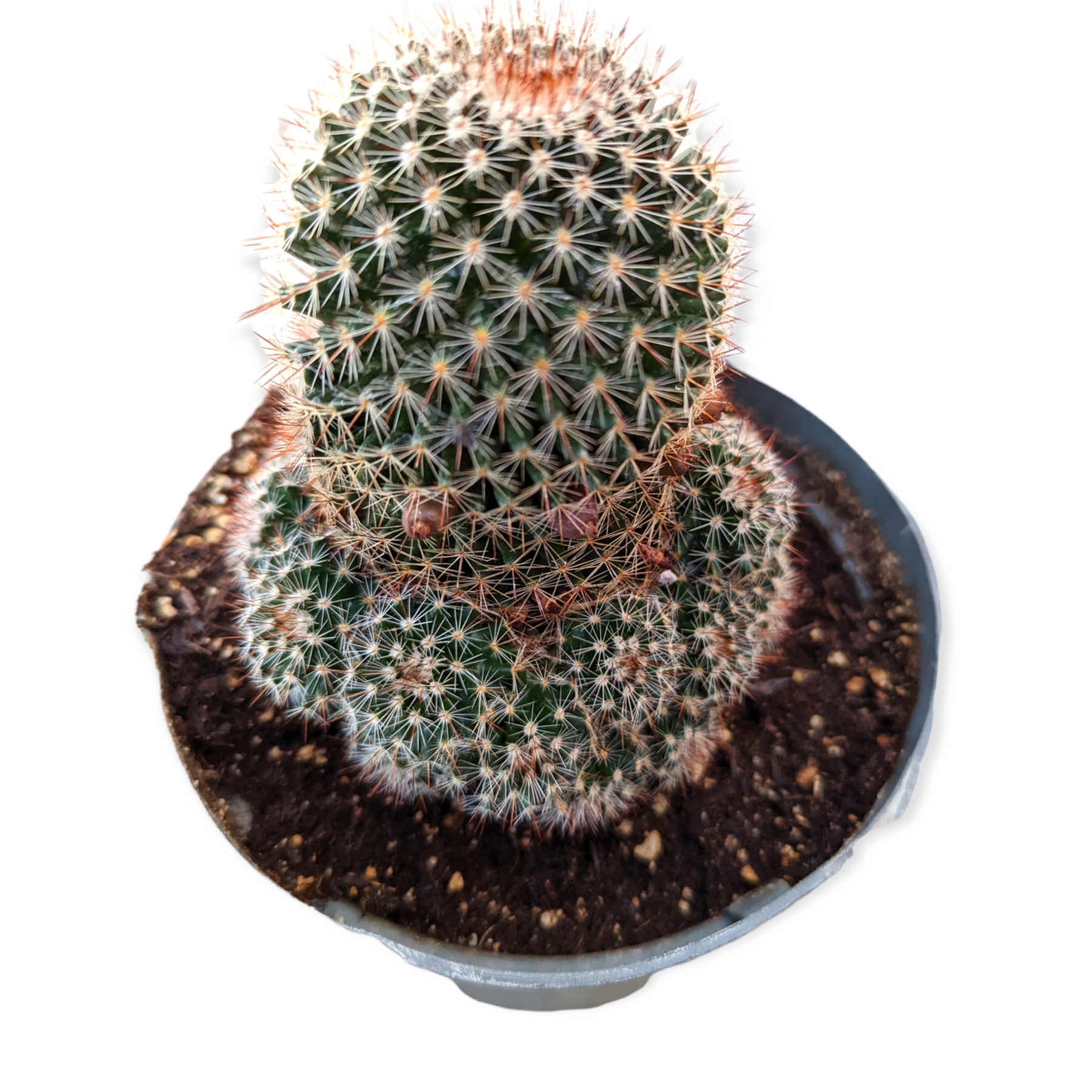 Mammillaria spinosissima Red Headed Irishman - Succulents Depot