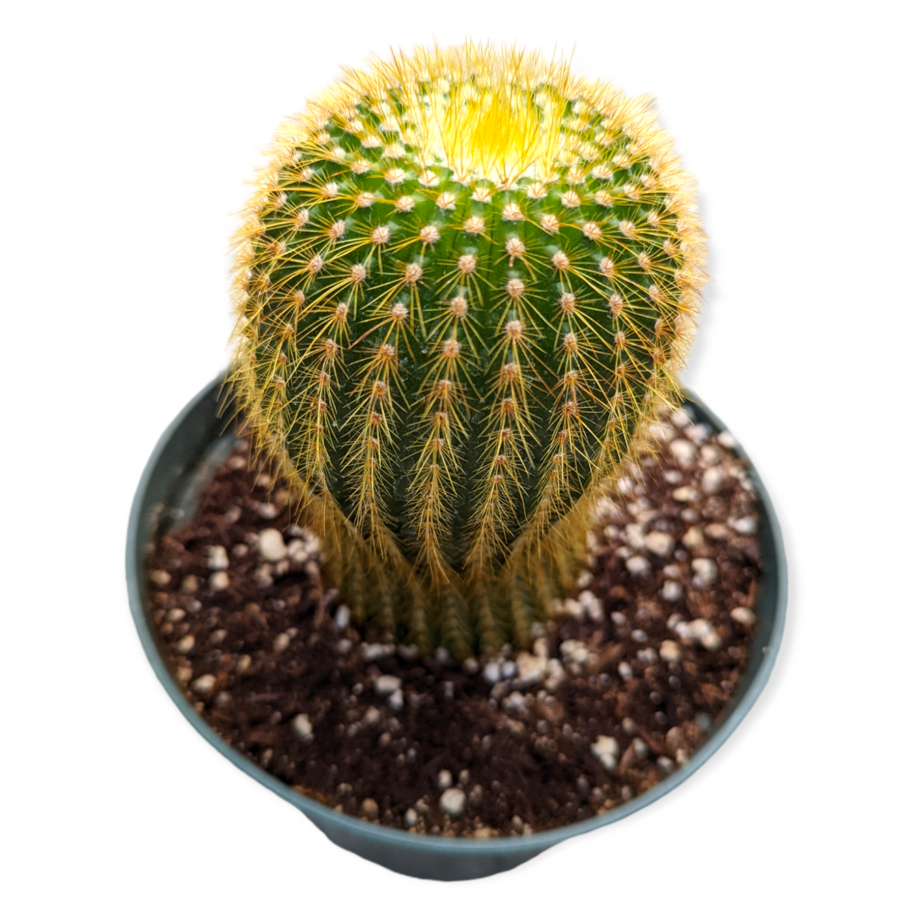 Parodia leninghausii Golden Ball Cactus - Succulents Depot