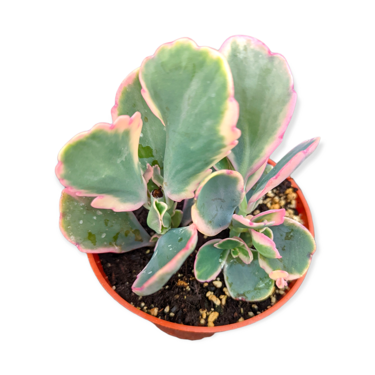 Kalanchoe fedtschenkoi Variegata