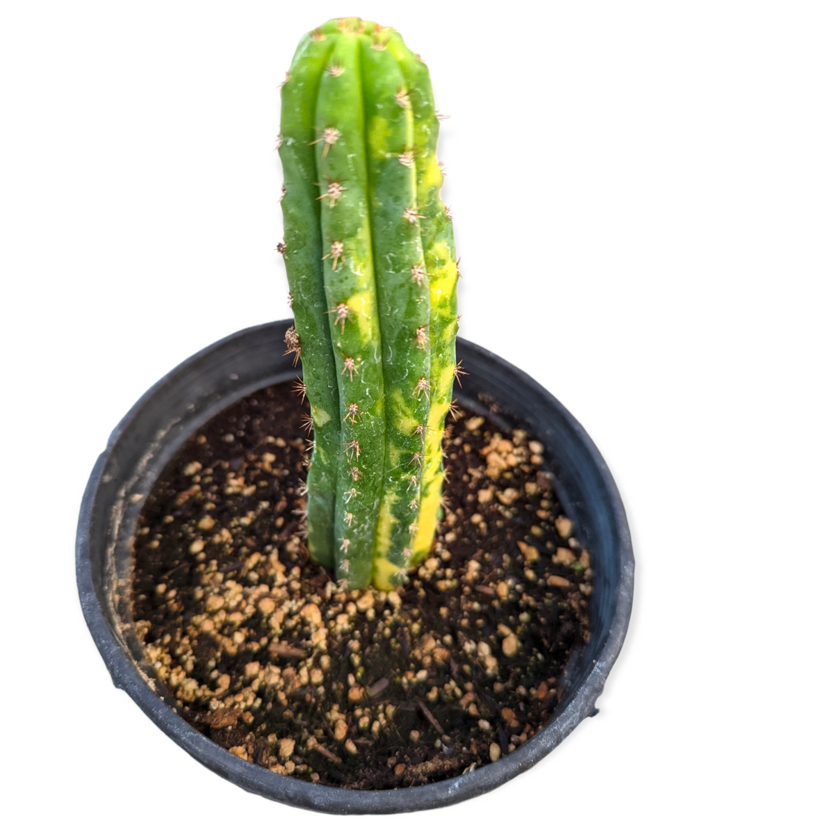 Trichocereus Pachanoi San Pedro Cactus Variegata in nursery pot.