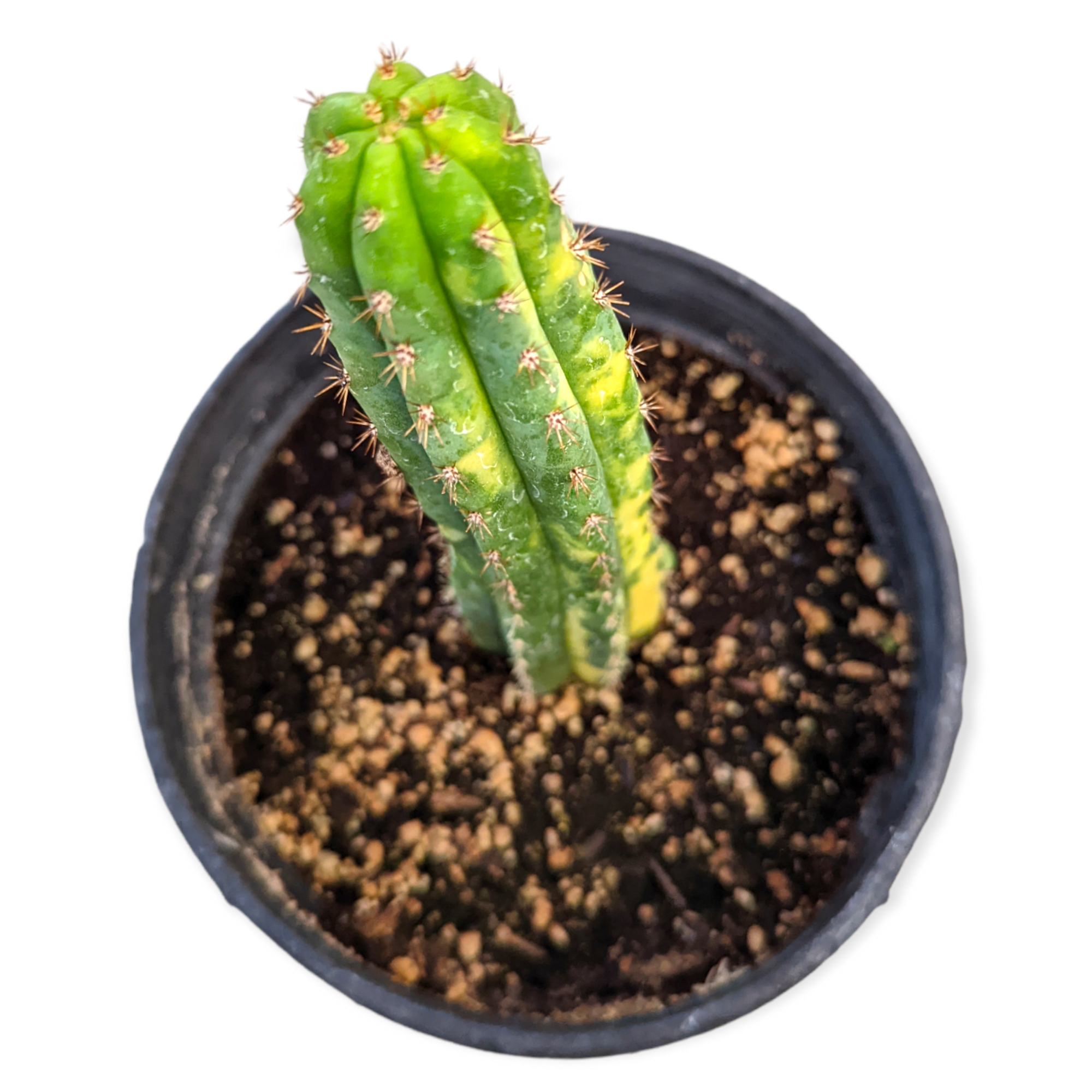 Trichocereus Pachanoi San Pedro Cactus Variegata