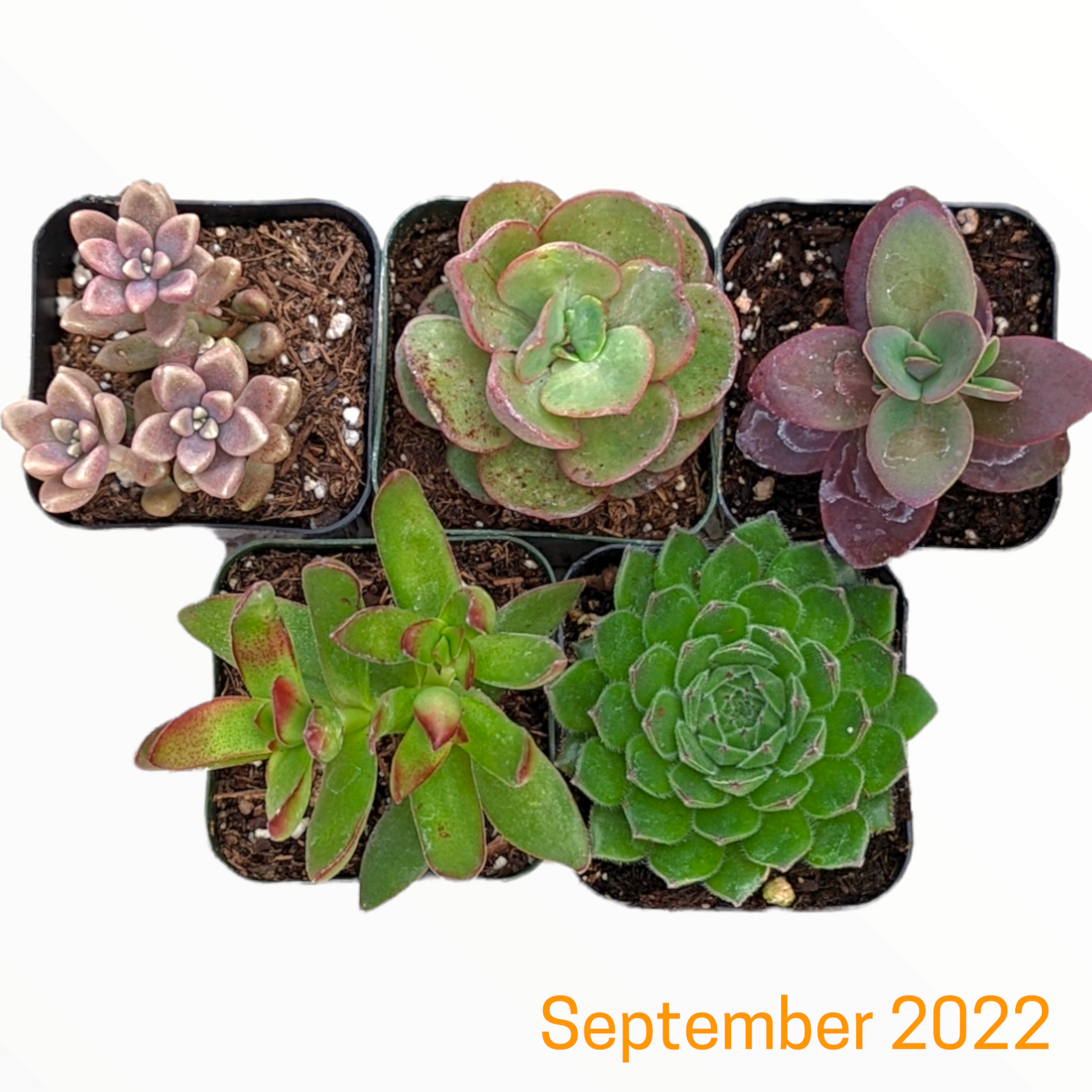 Monthly Subscription Box