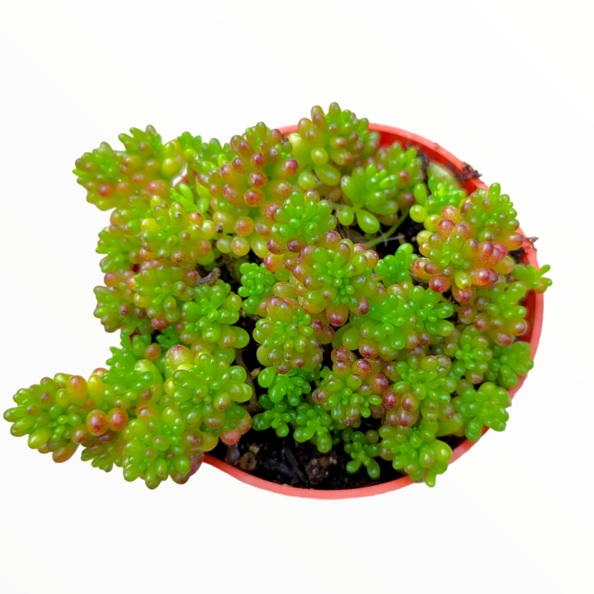 Sedum rubrotinctum 'Mini Me' succulent with plump, lime-green leaves.