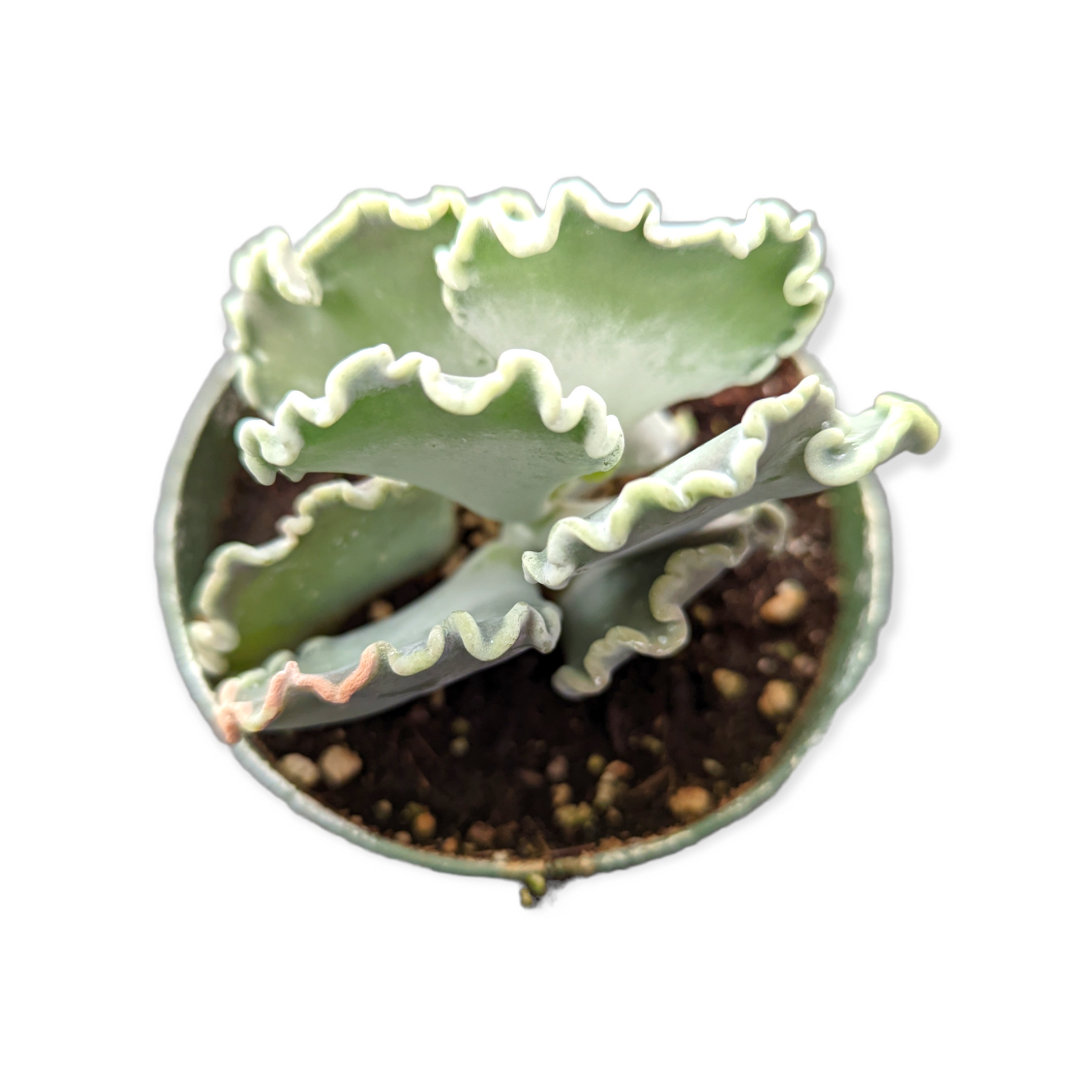 Cotyledon undulata 'Scallop Clam'